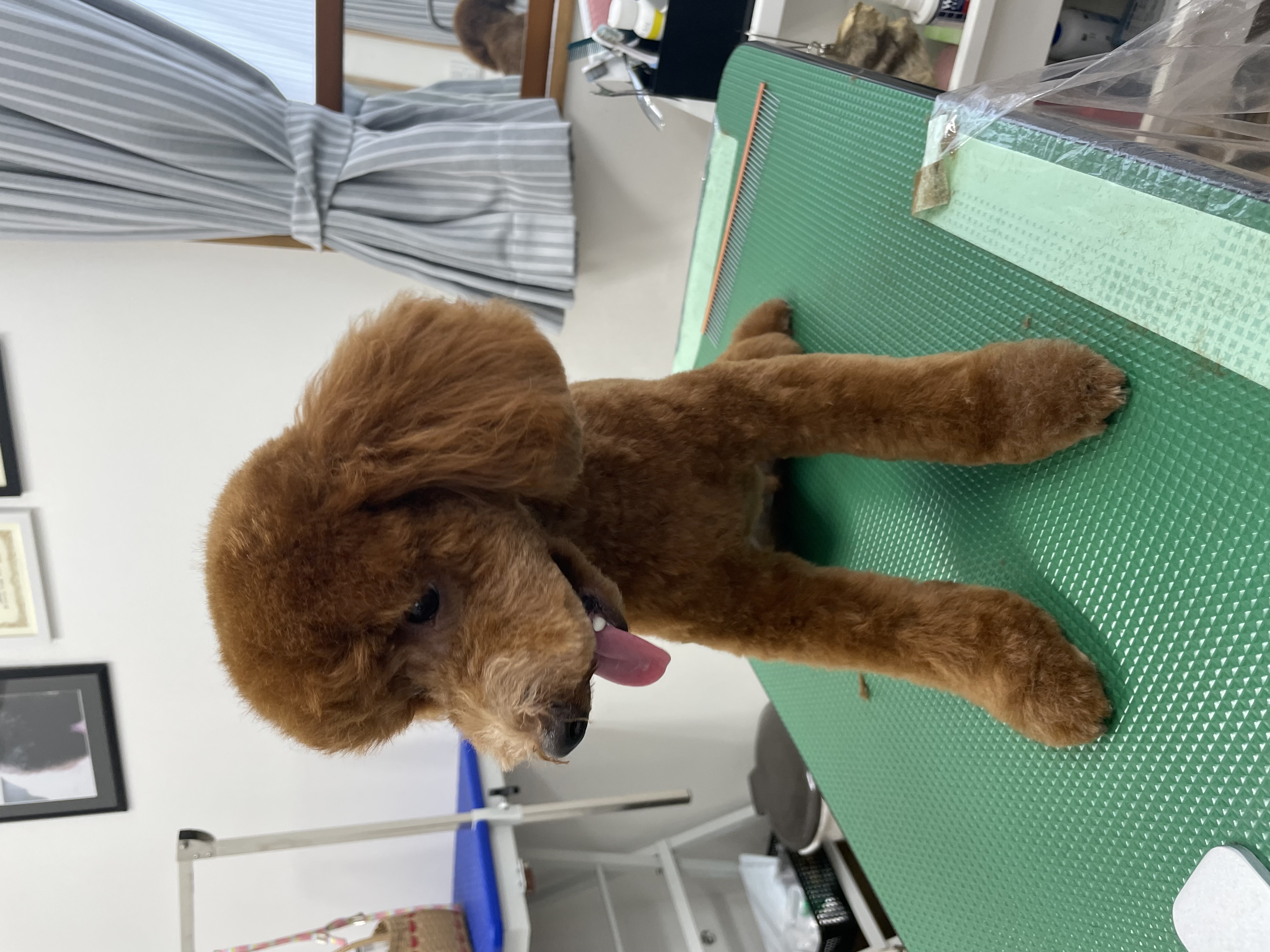 トイプードルのトリミングカット Dogplace Style Mの1枚目