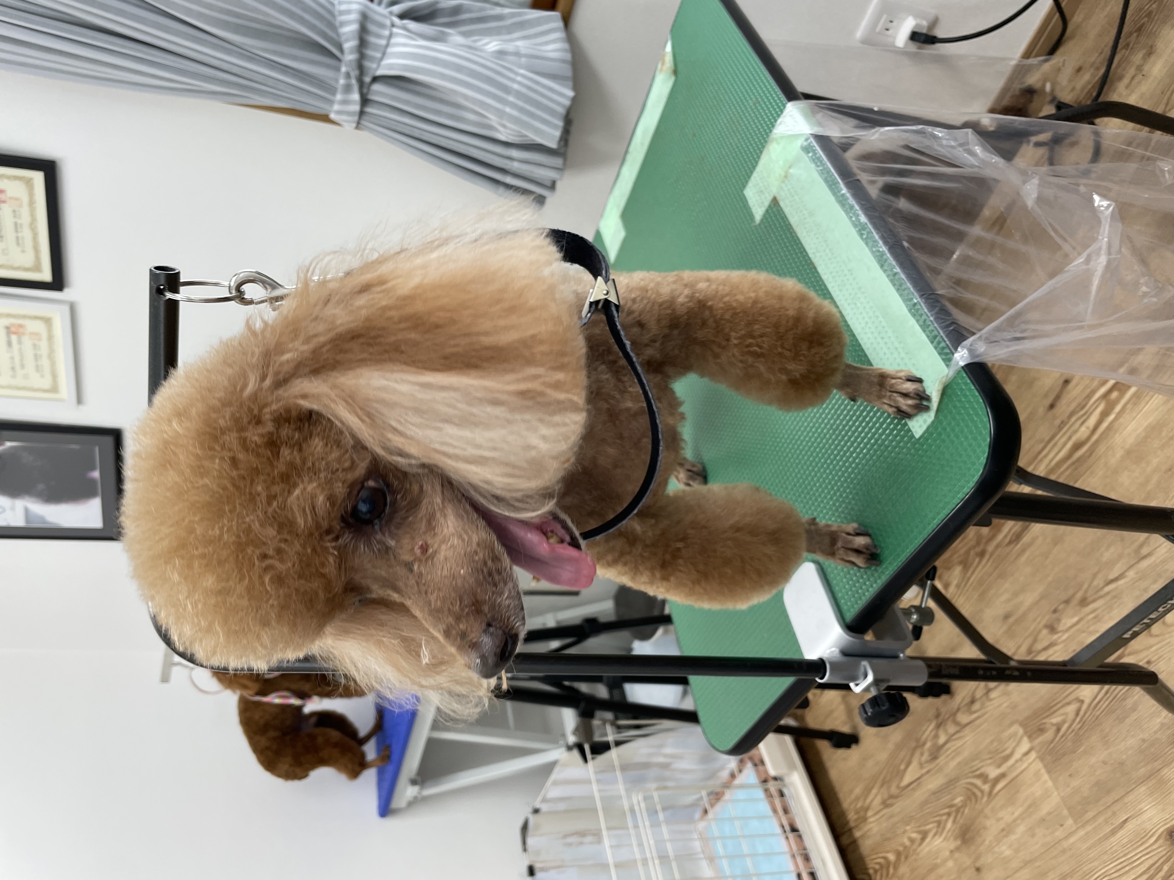 トイプードルのトリミングカット Dogplace Style Mの1枚目