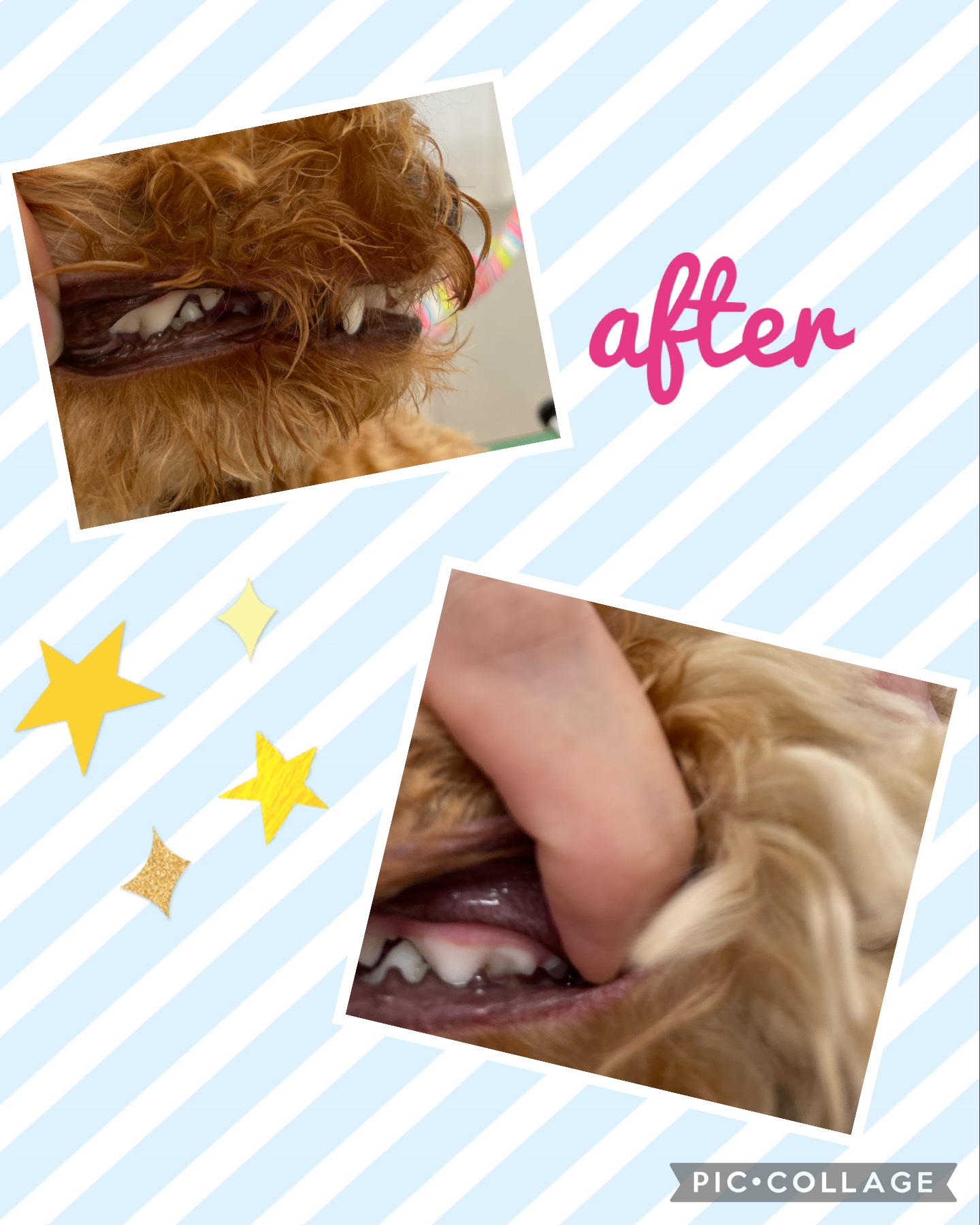 トイプードルのトリミングカット Dogplace Style Mの5枚目