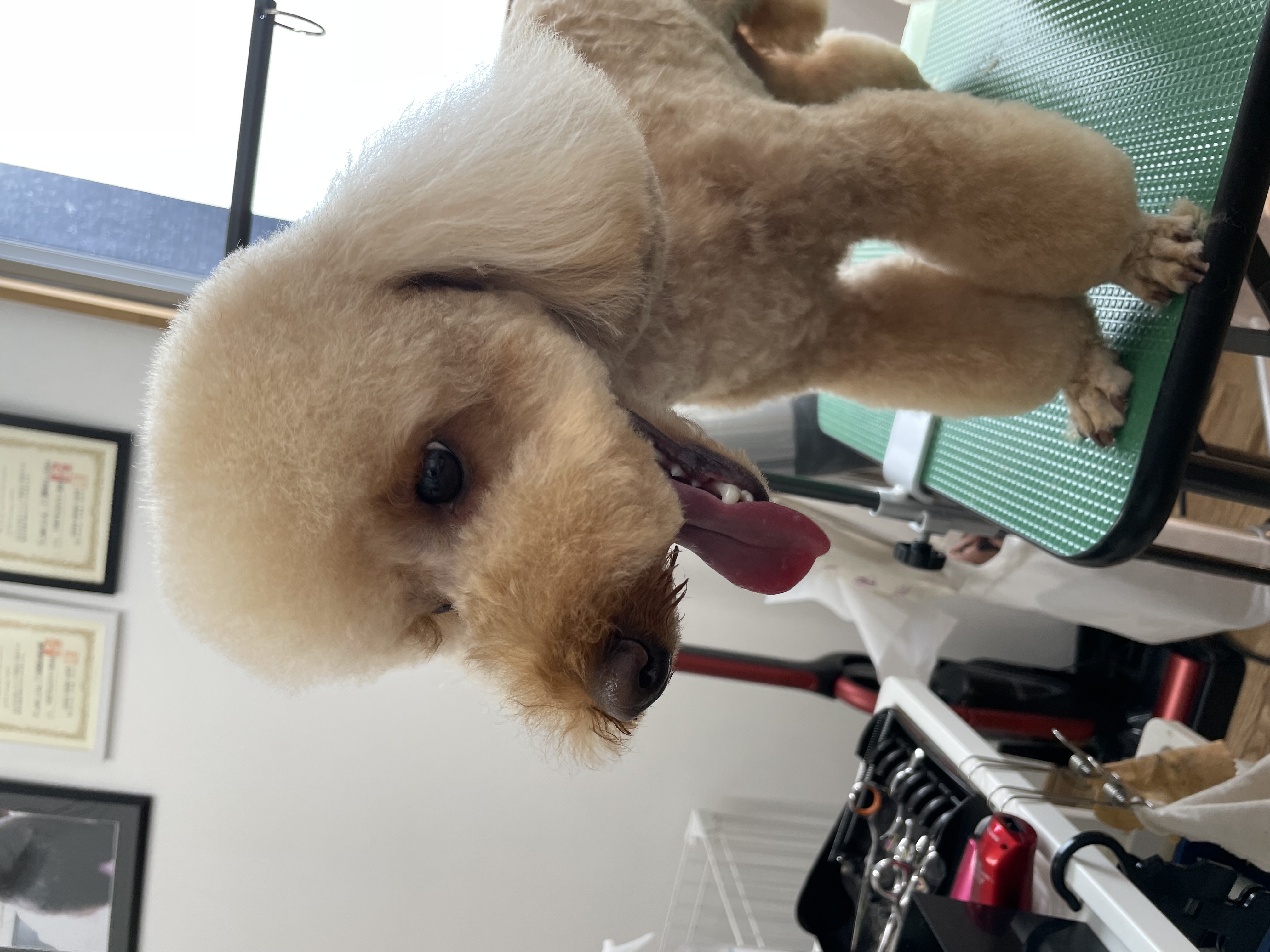 トイプードルのトリミングカット Dogplace Style Mの1枚目