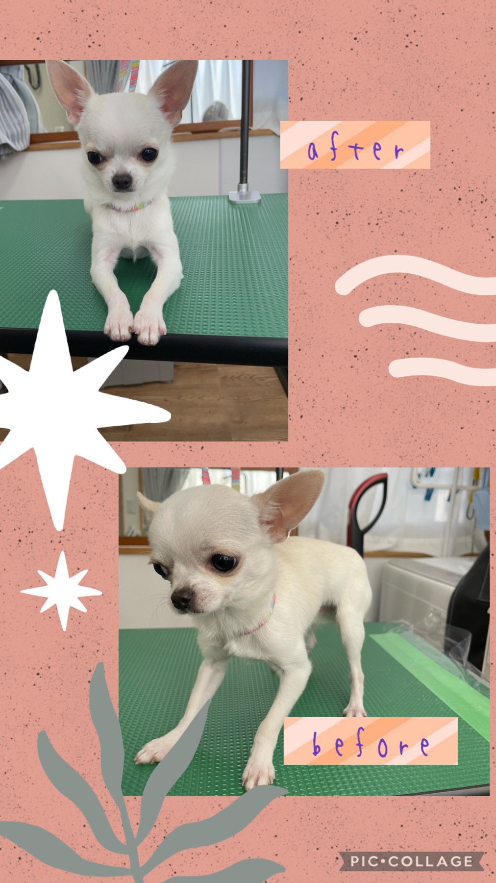 チワワのトリミングカット Dogplace Style Mの1枚目