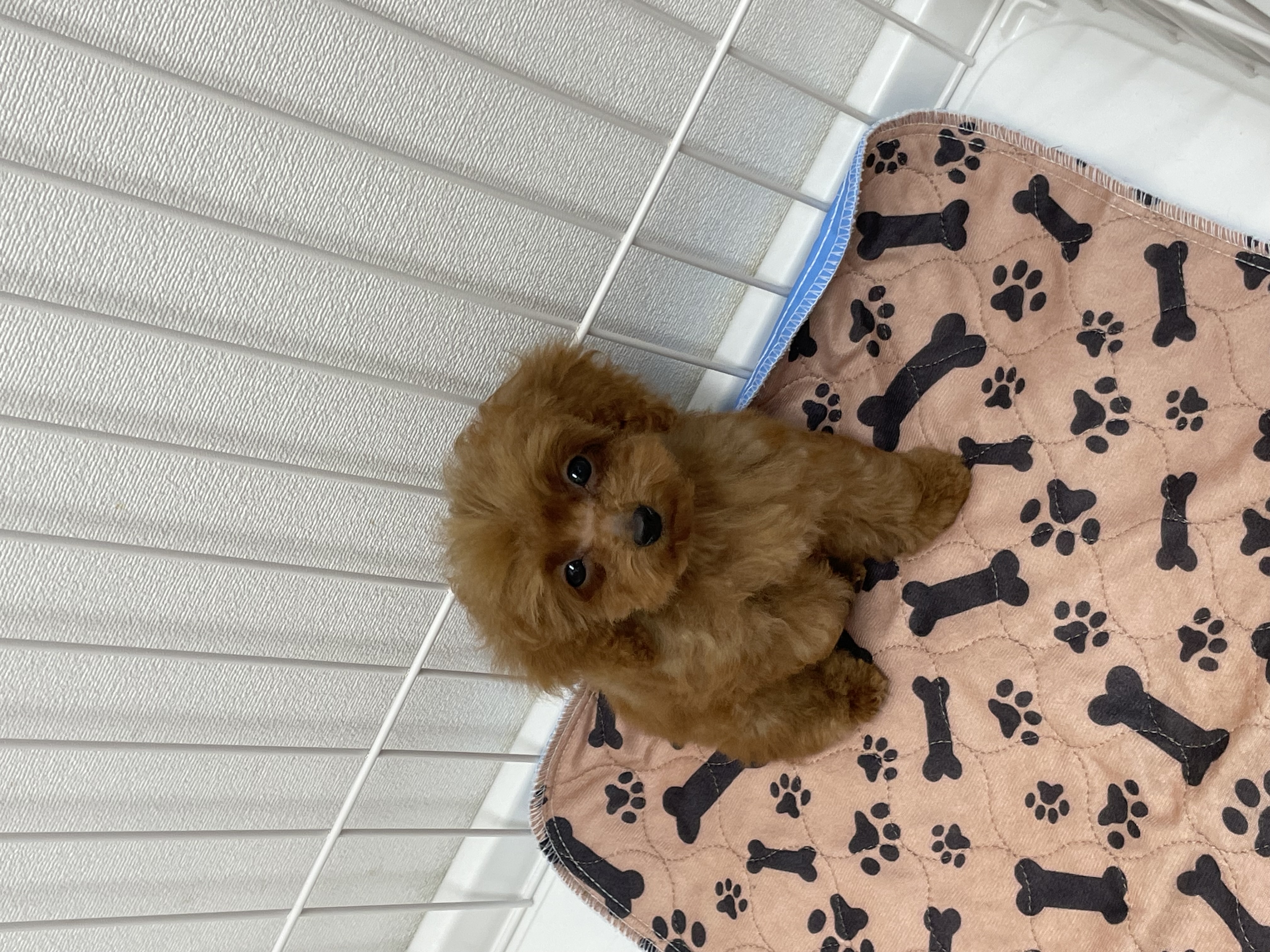 トイプードルのトリミングカット Dogplace Style Mの4枚目