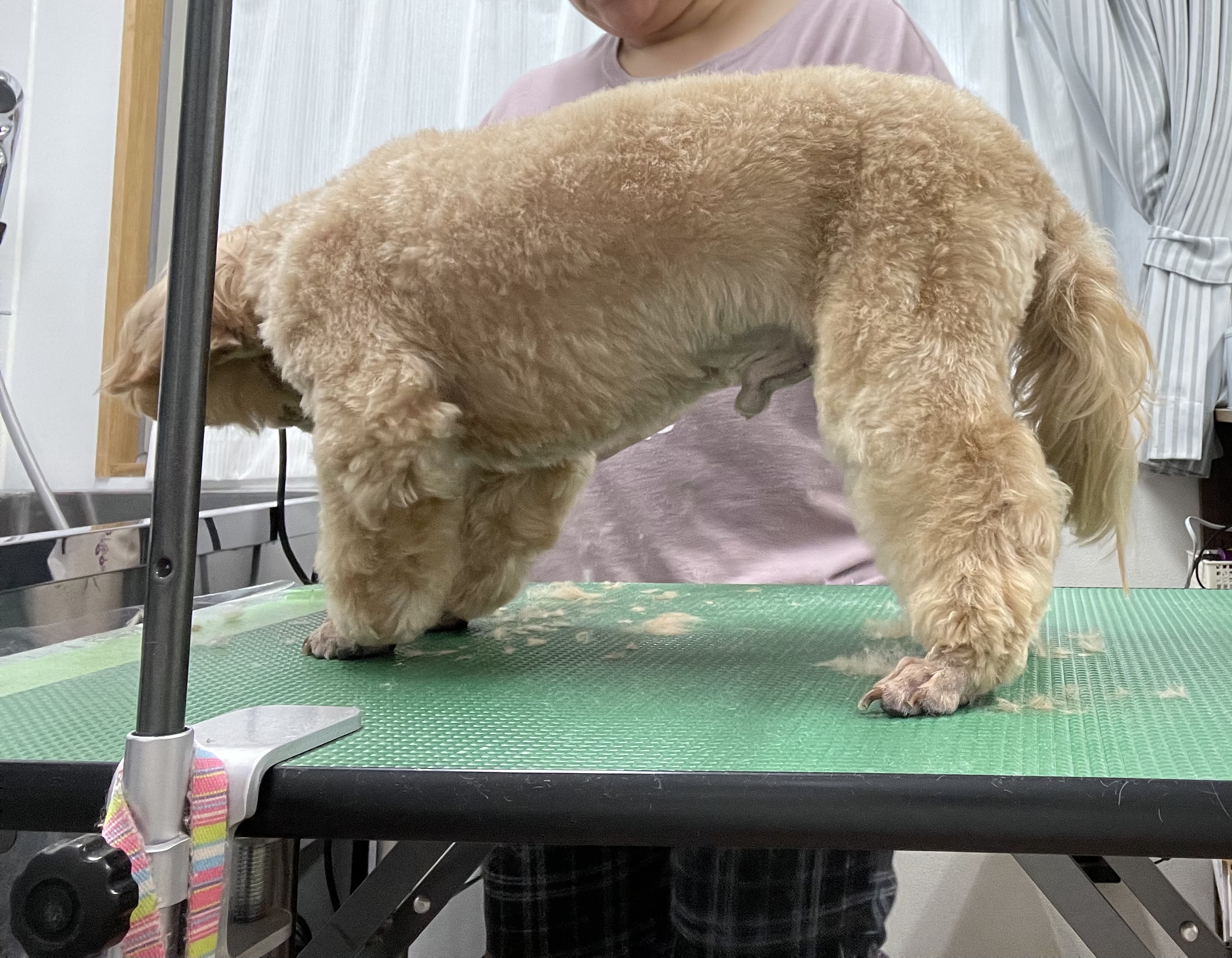 ミックス犬(その他)のトリミングカット Dogplace Style Mの4枚目