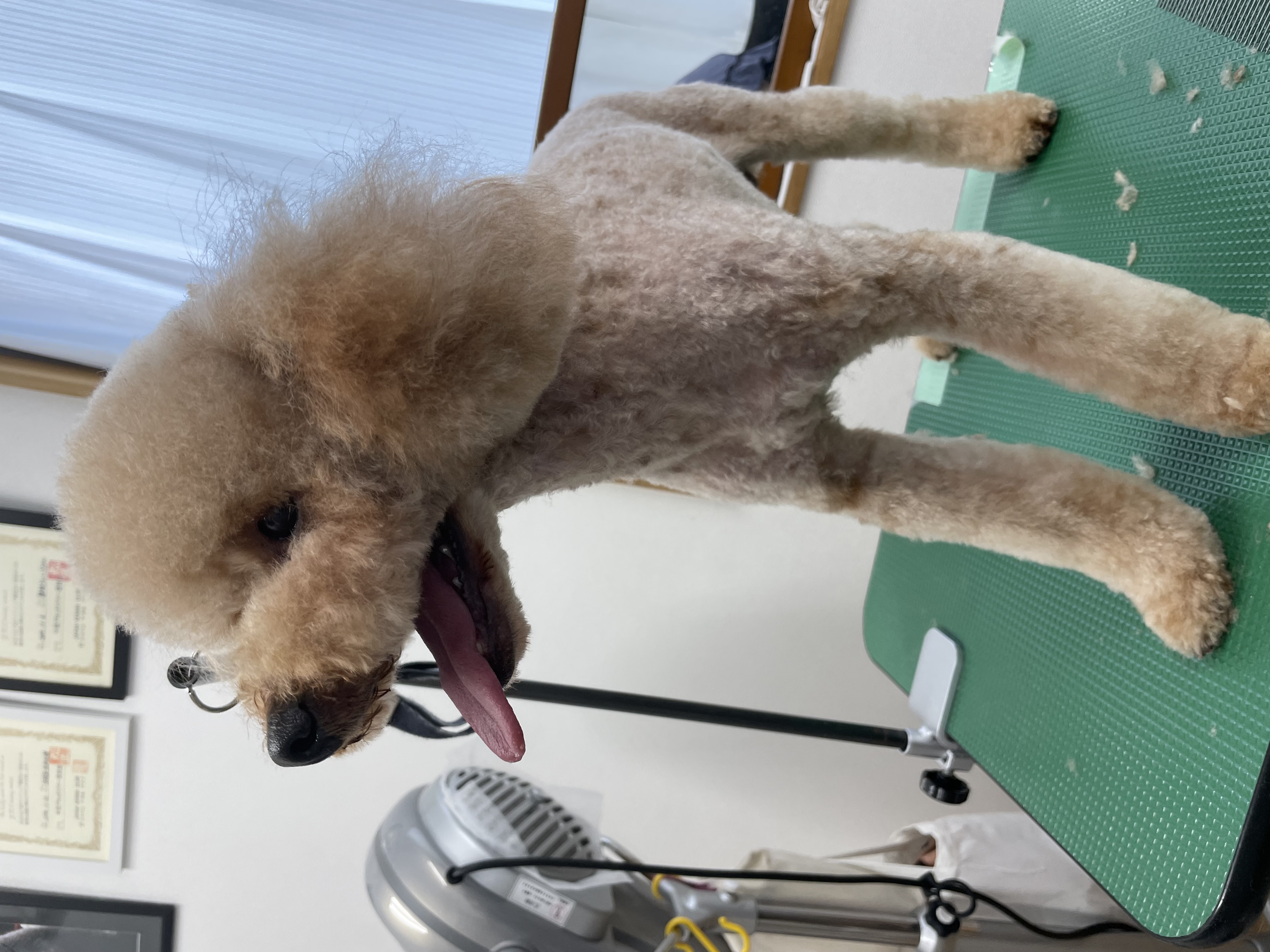 トイプードルのトリミングカット Dogplace Style Mの2枚目