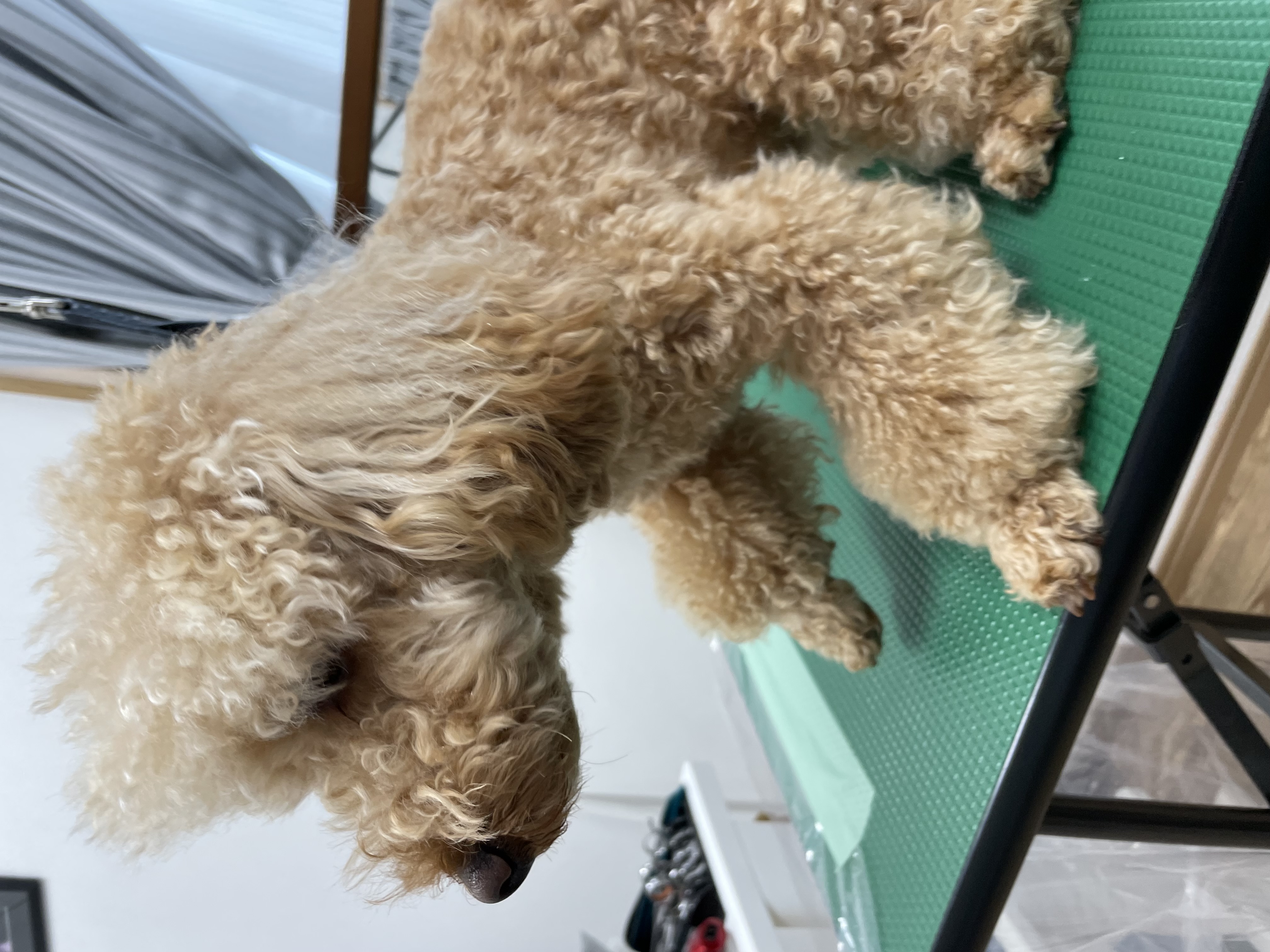 トイプードルのトリミングカット Dogplace Style Mの1枚目