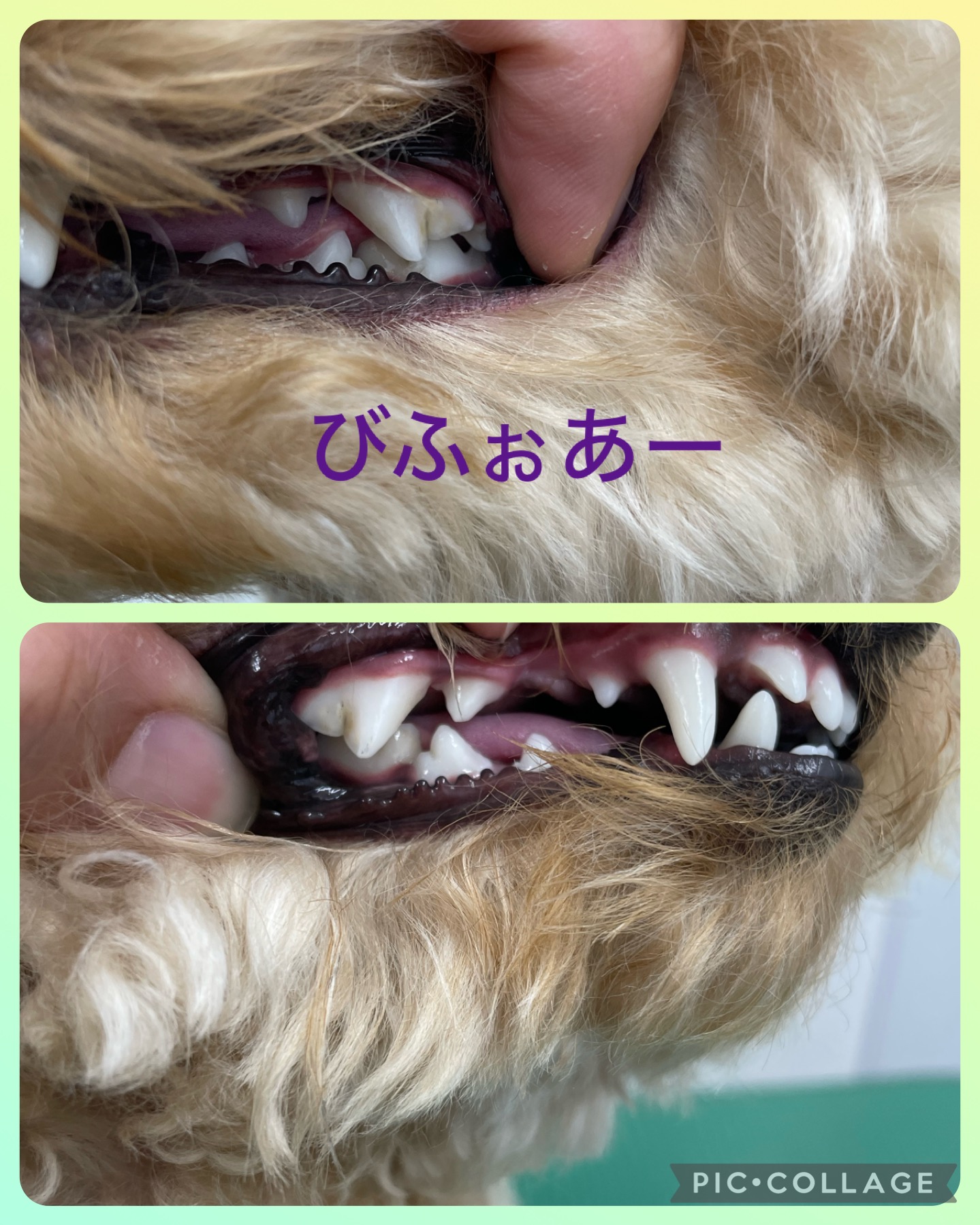 トイプードルのトリミングカット Dogplace Style Mの2枚目
