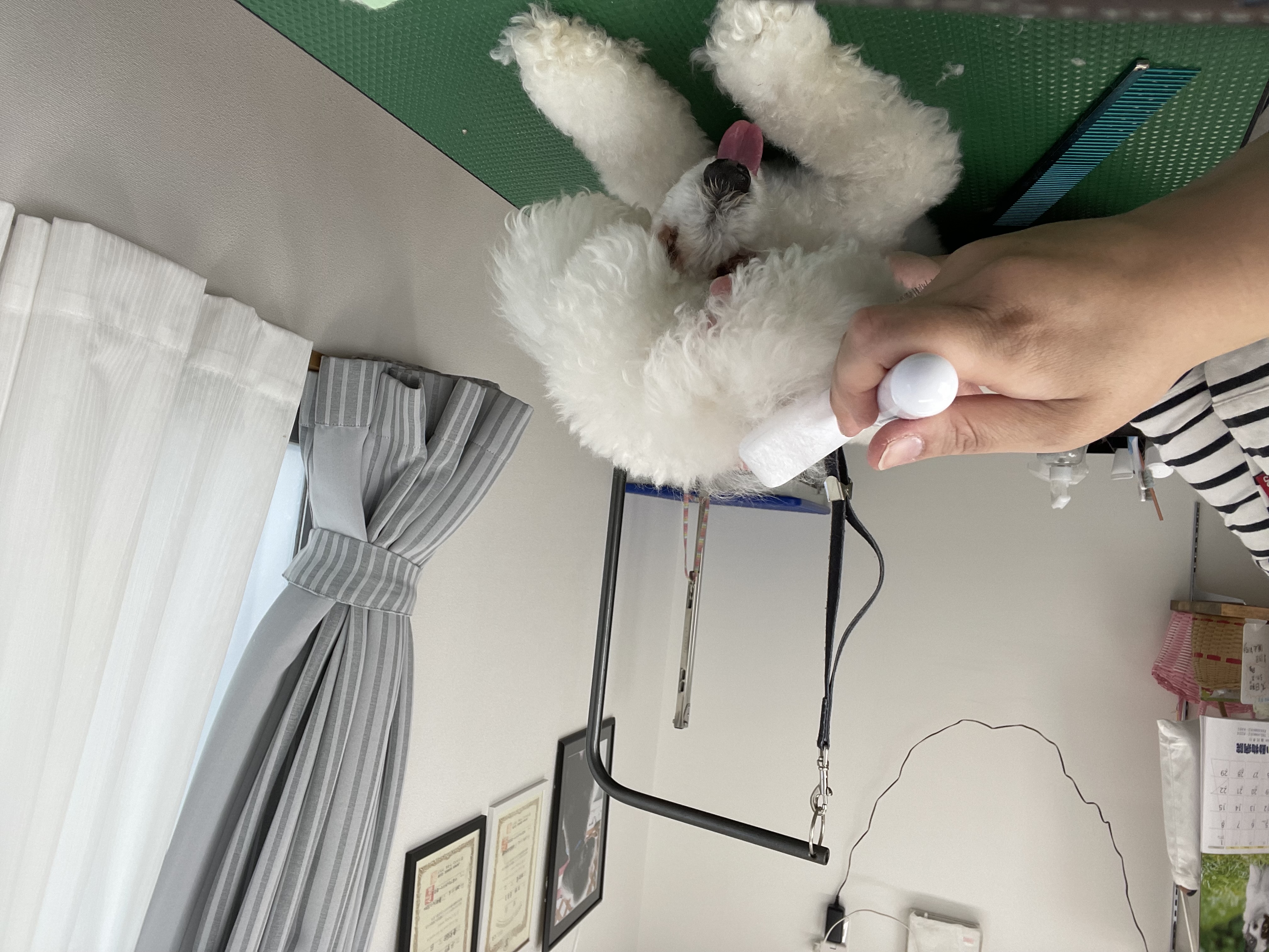 トイプードルのトリミングカット Dogplace Style Mの5枚目