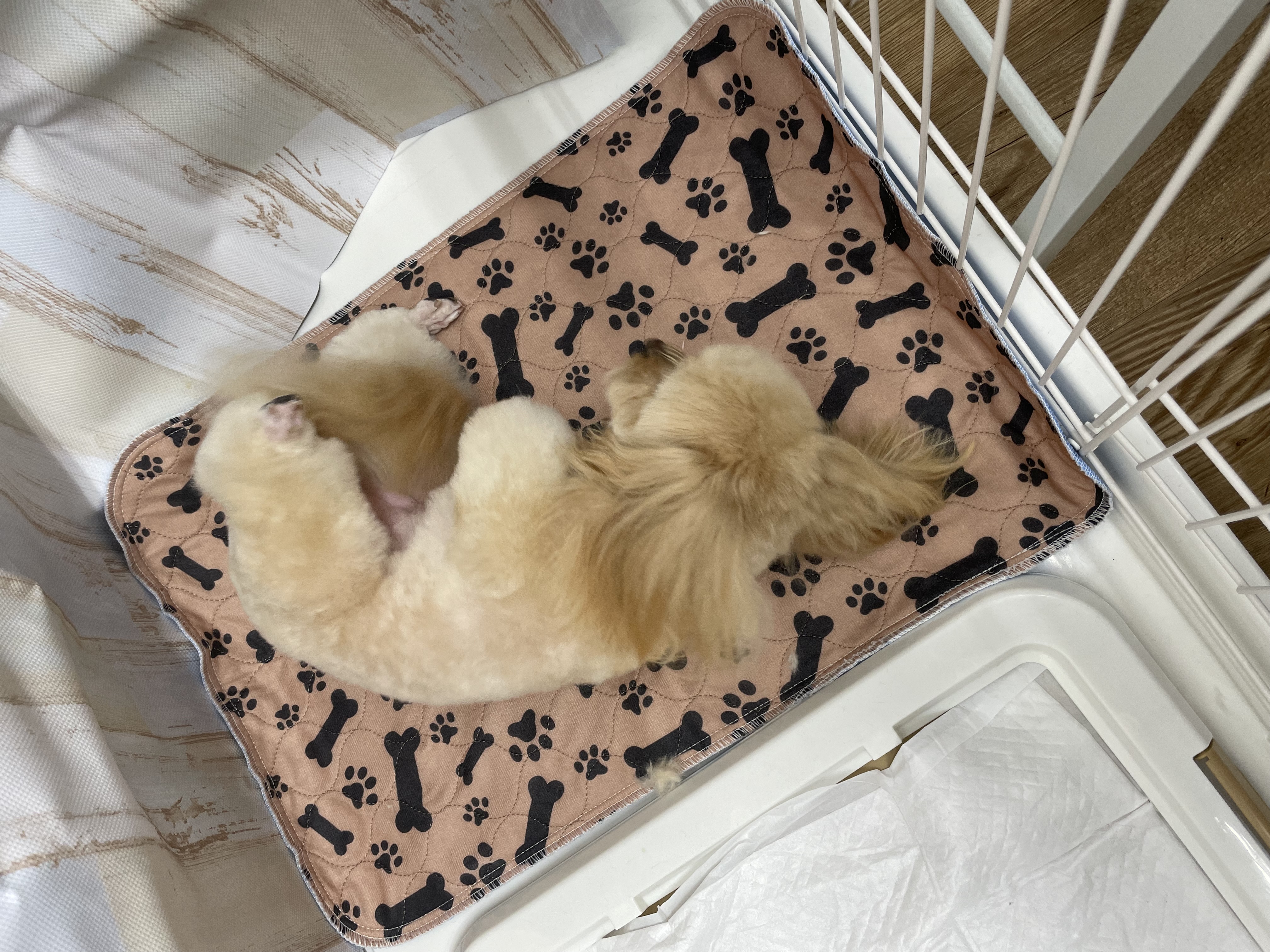 ミックス犬(その他)のトリミングカット Dogplace Style Mの4枚目