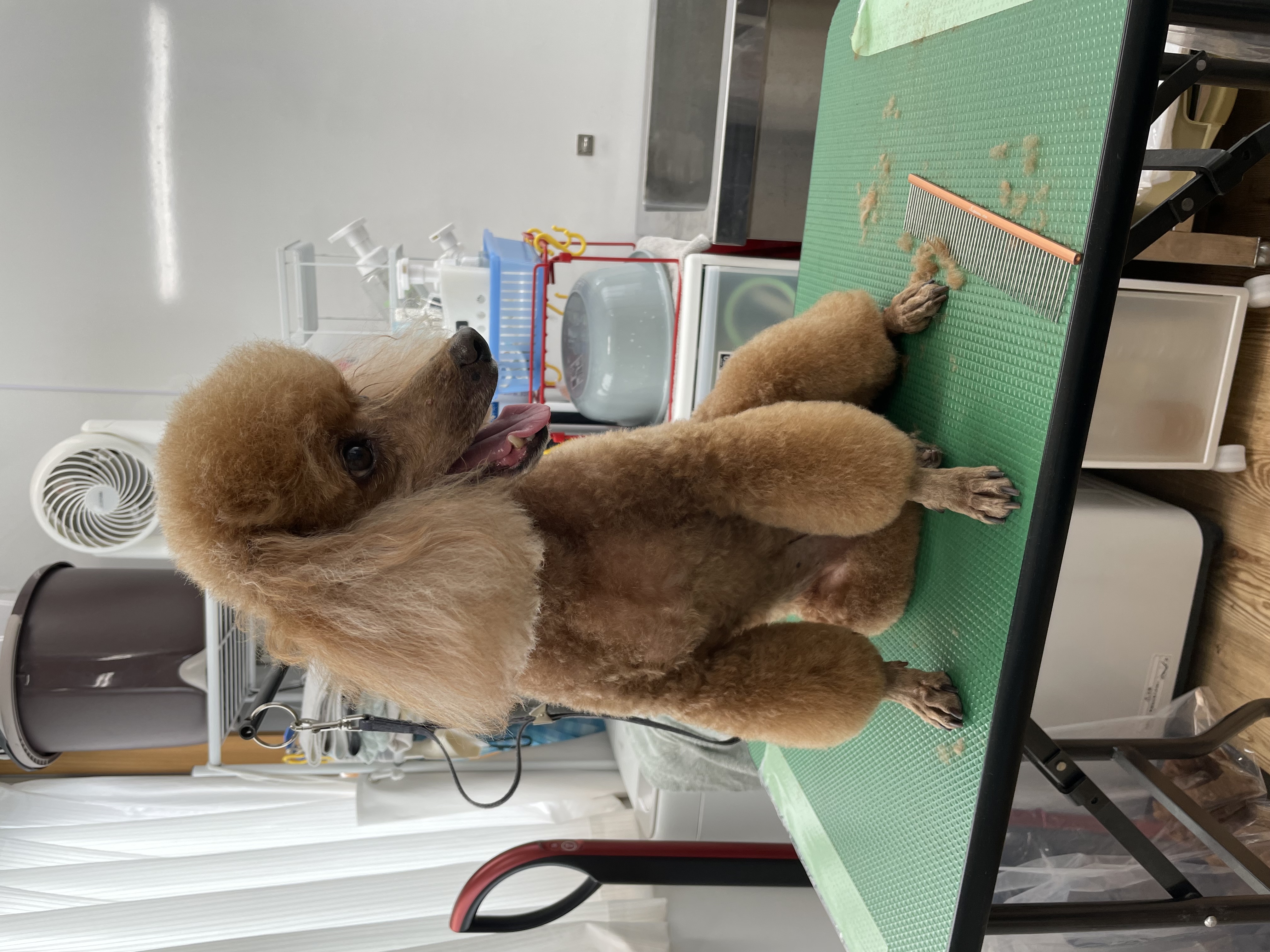 トイプードルのトリミングカット Dogplace Style Mの1枚目