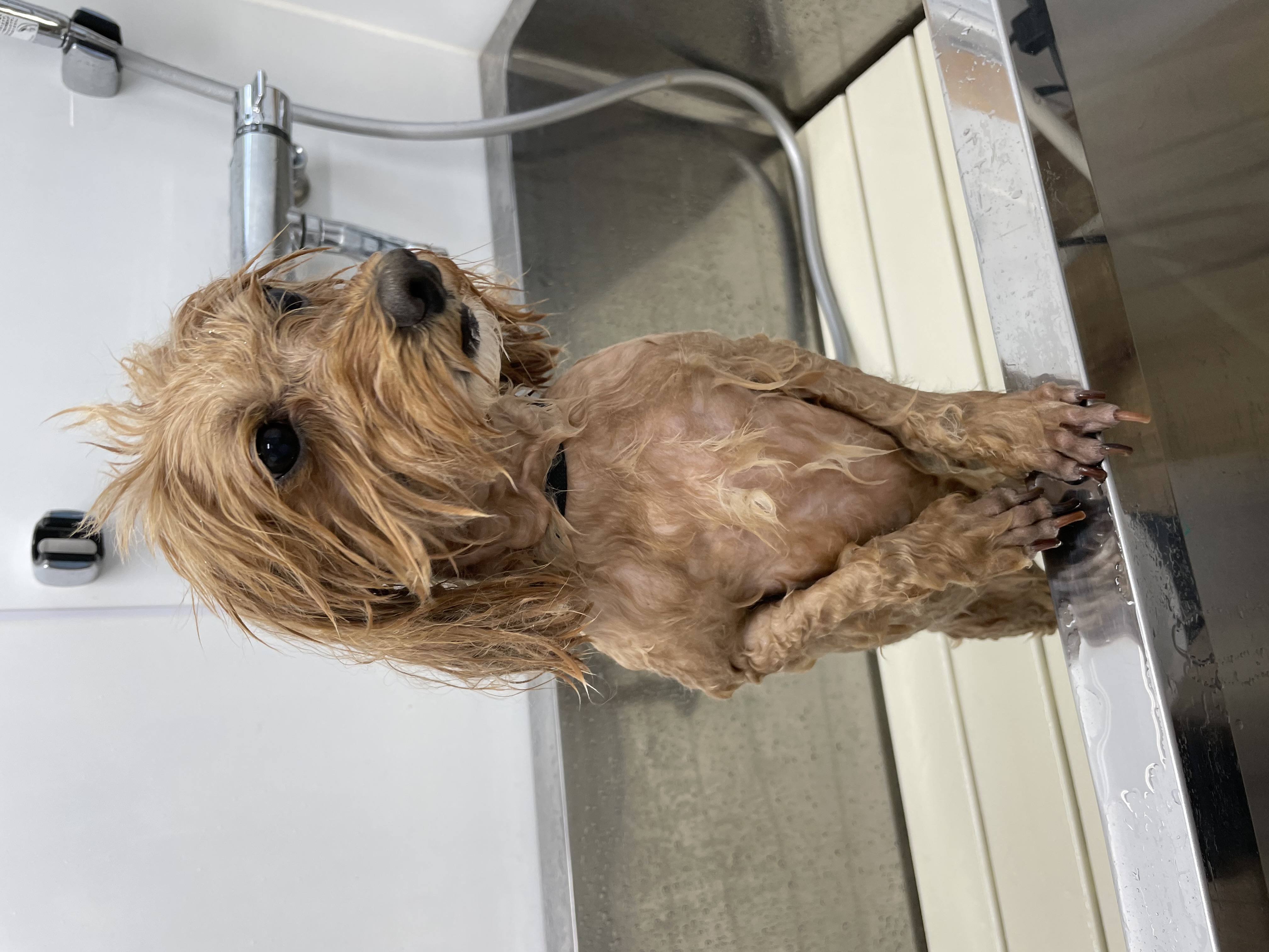 ミックス犬(その他)のトリミングカット Dogplace Style Mの3枚目