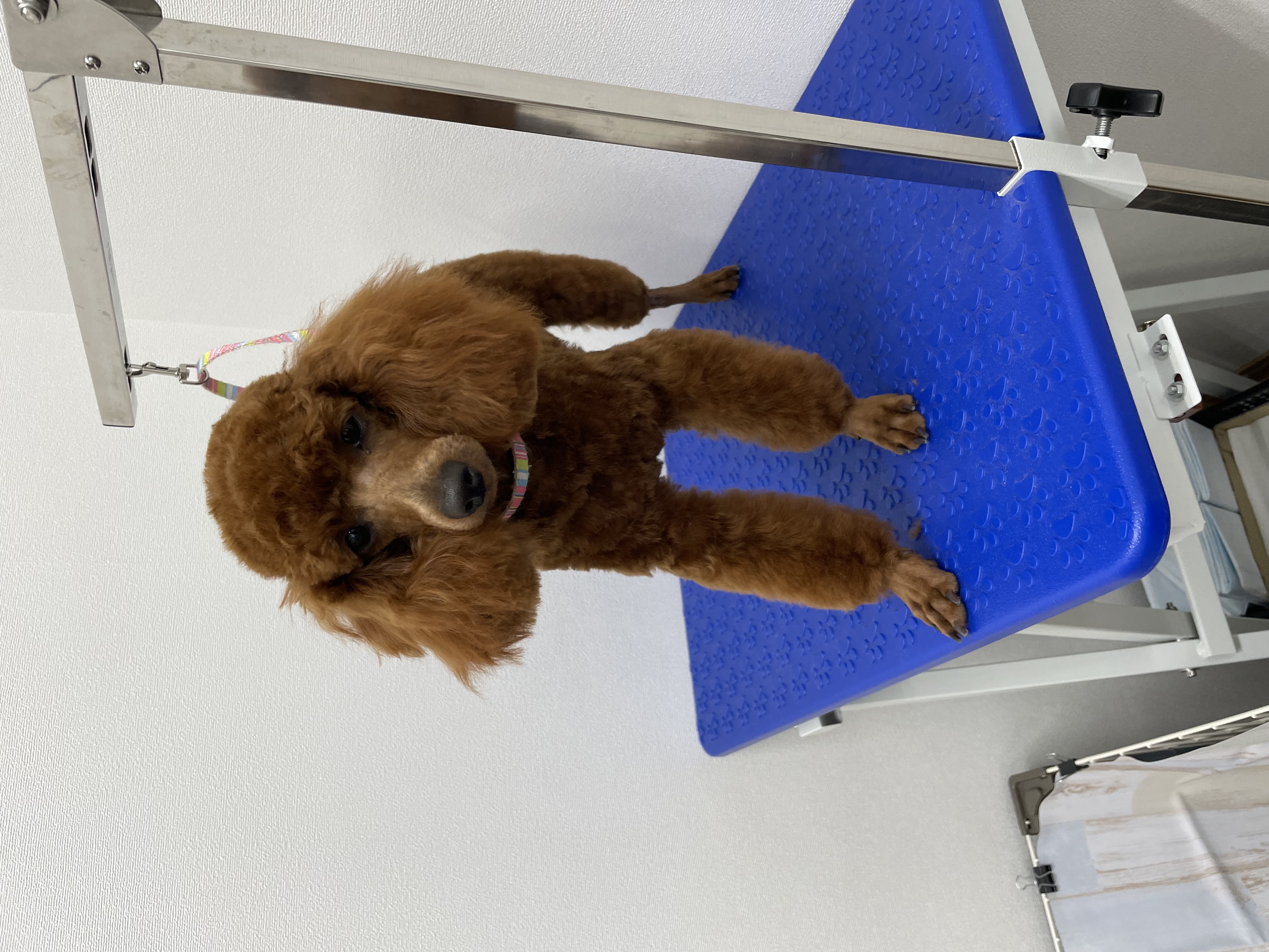 トイプードルのトリミングカット Dogplace Style Mの1枚目