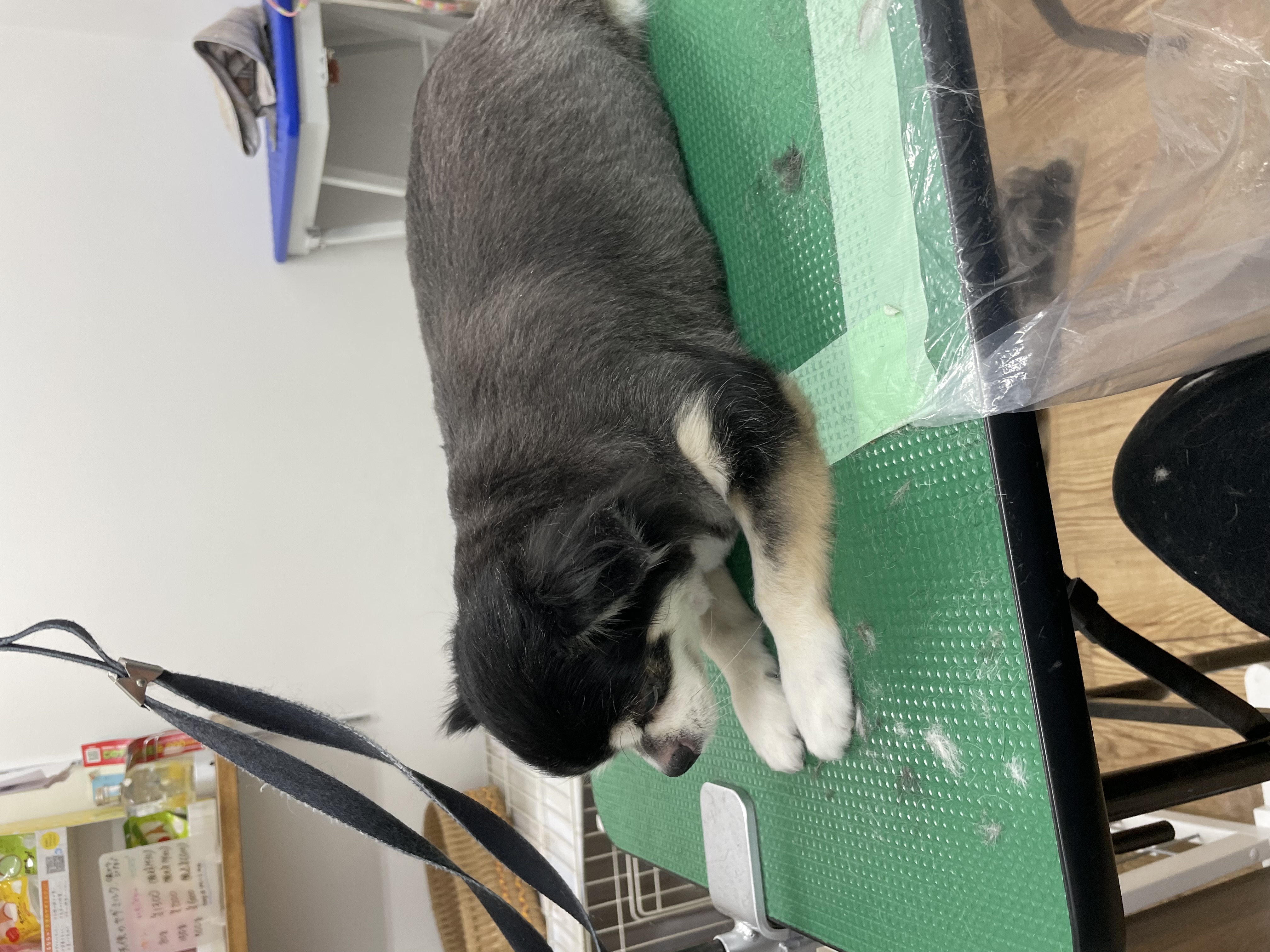チワワのトリミングカット Dogplace Style Mの1枚目