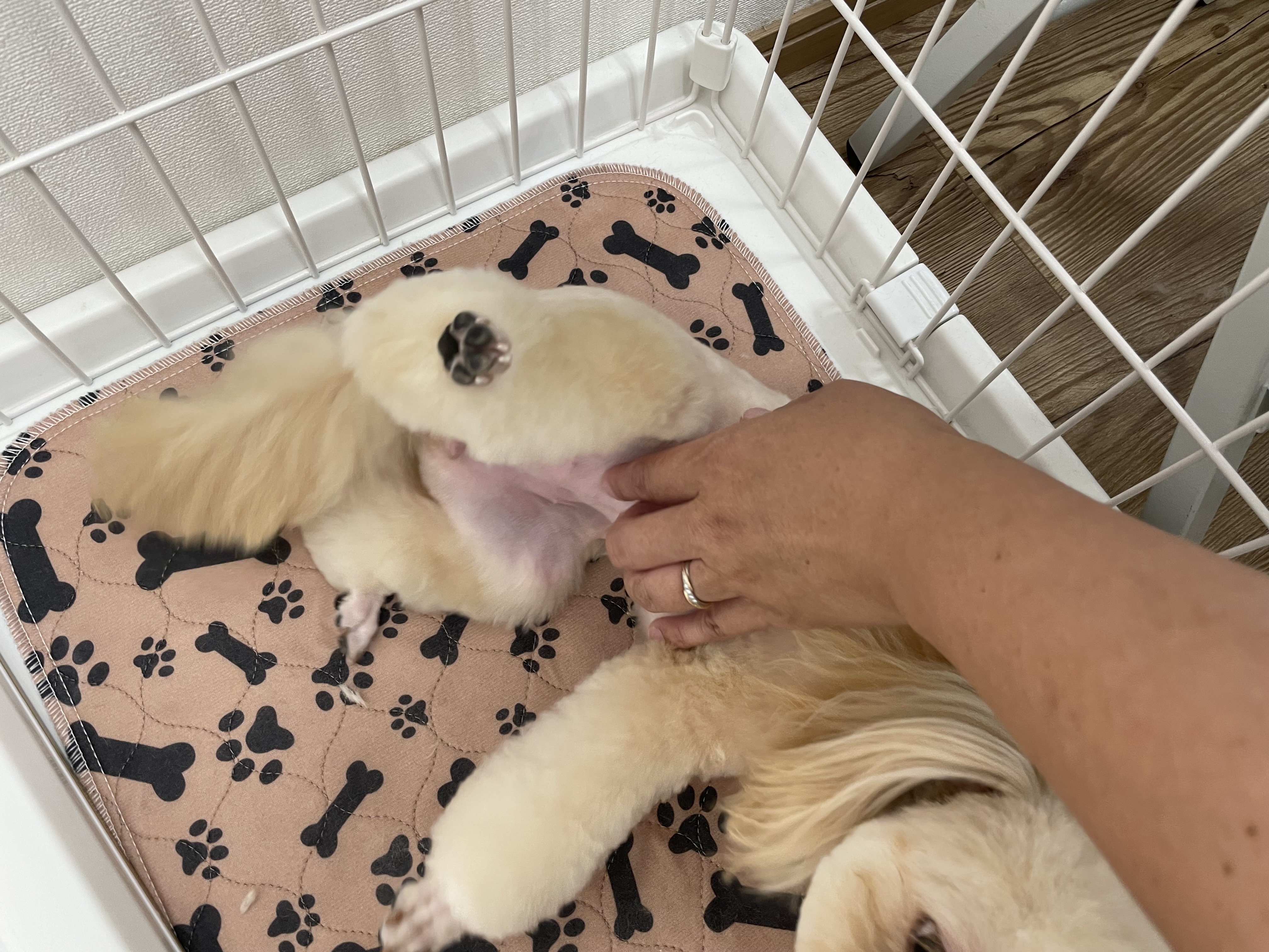 ミックス犬(その他)のトリミングカット Dogplace Style Mの3枚目