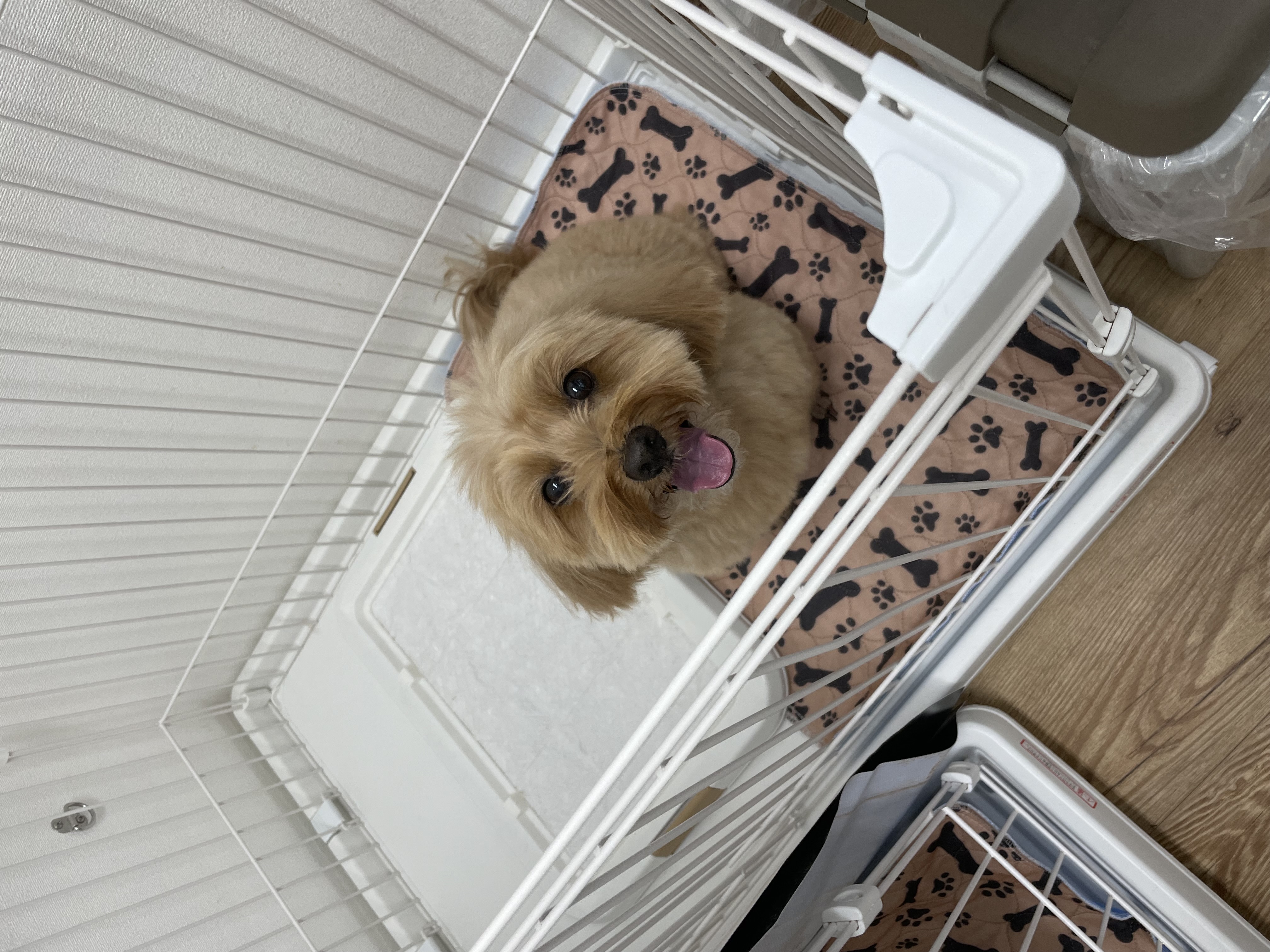 ミックス犬(その他)のトリミングカット Dogplace Style Mの2枚目