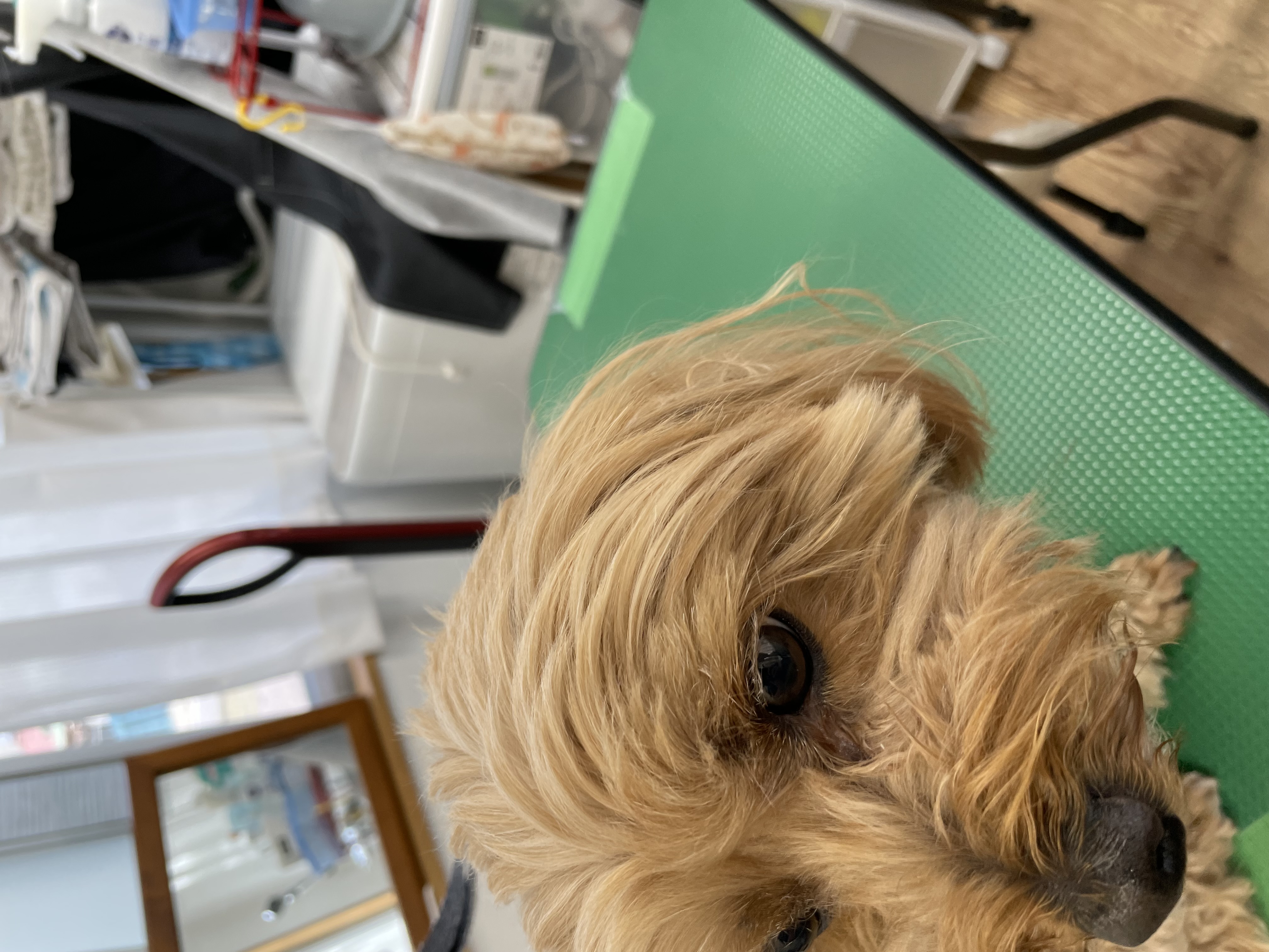 ミックス犬(その他)のトリミングカット Dogplace Style Mの1枚目