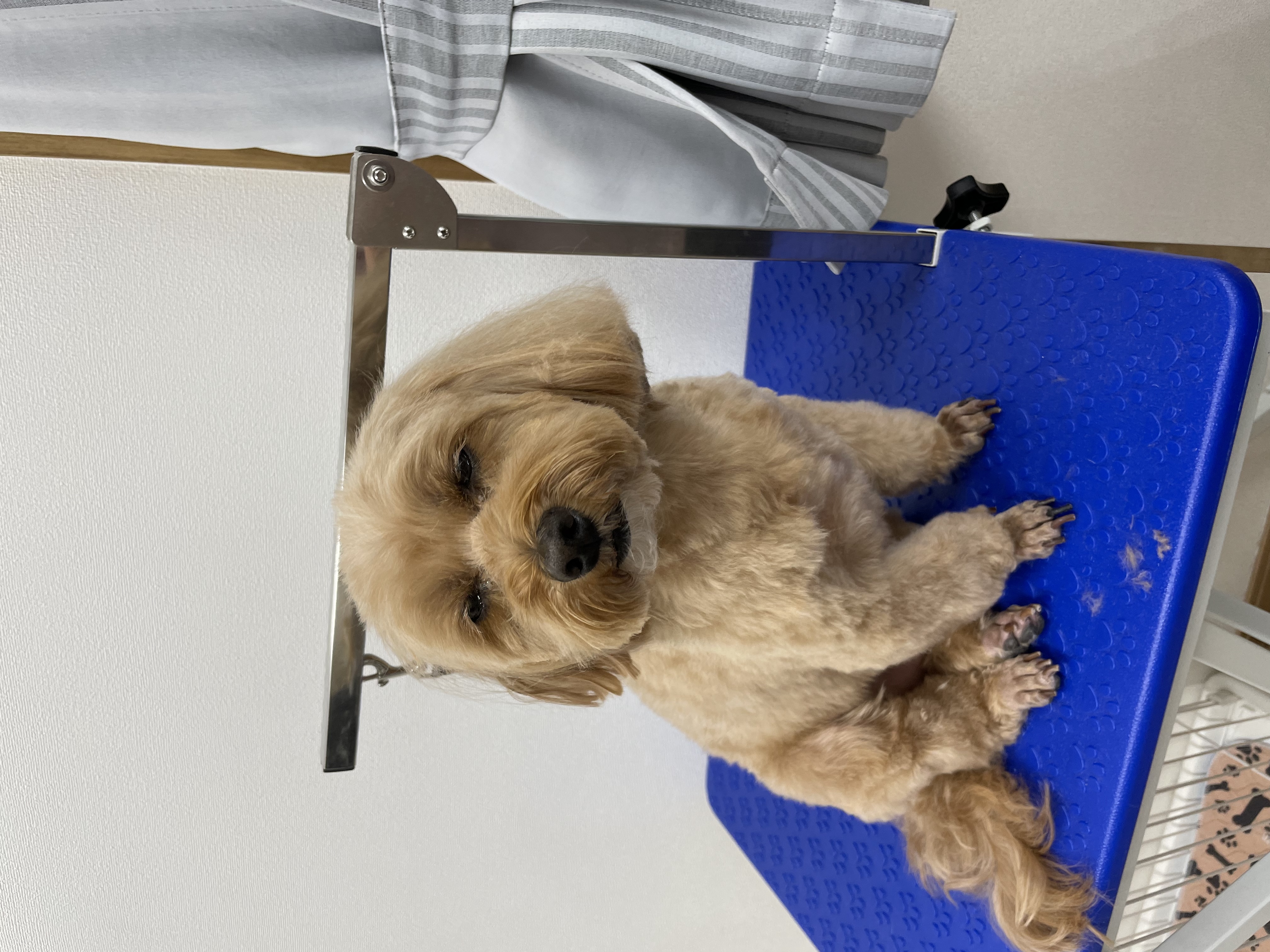 ミックス犬(その他)のトリミングカット Dogplace Style Mの3枚目