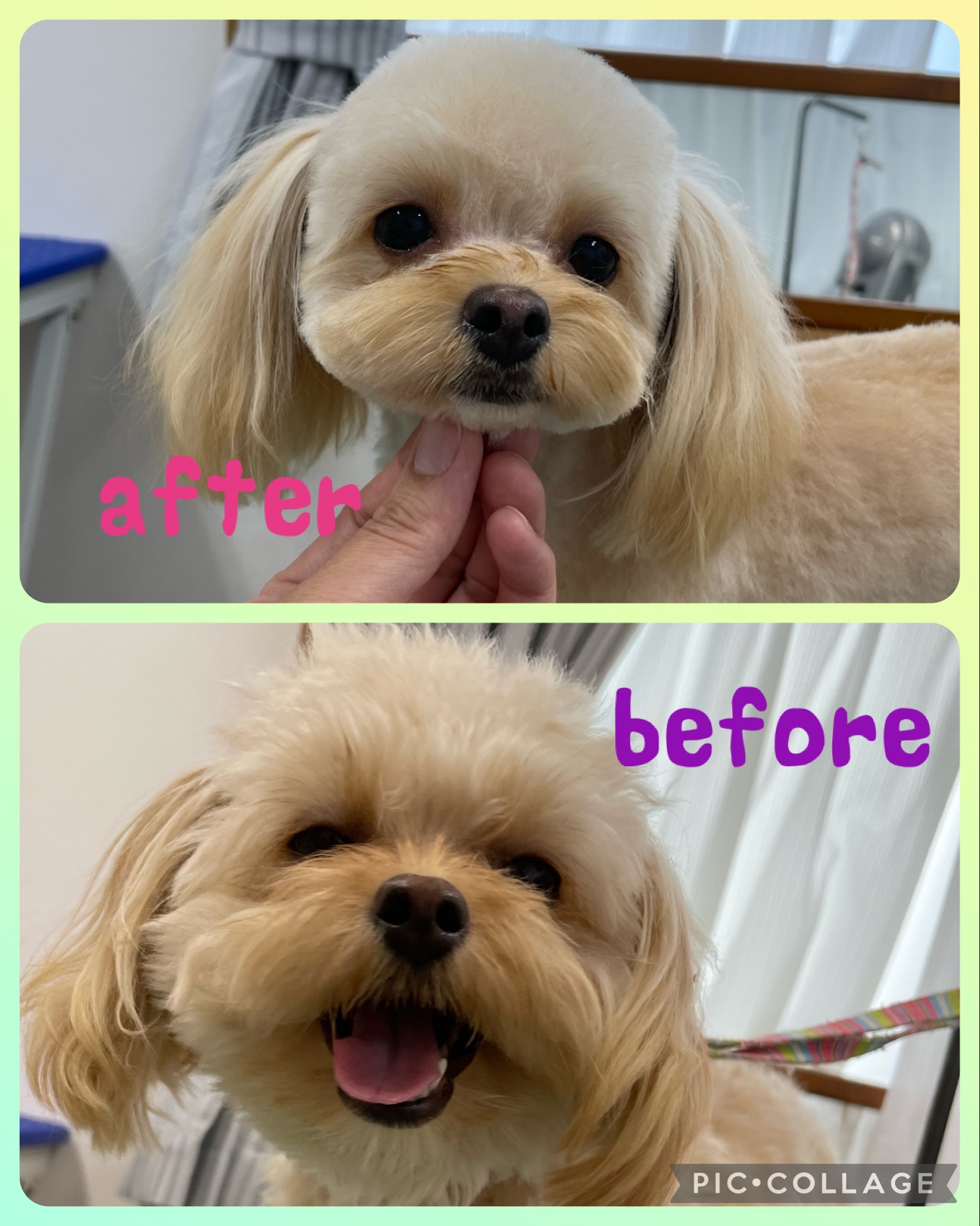 ミックス犬(その他)のトリミングカット Dogplace Style Mの1枚目