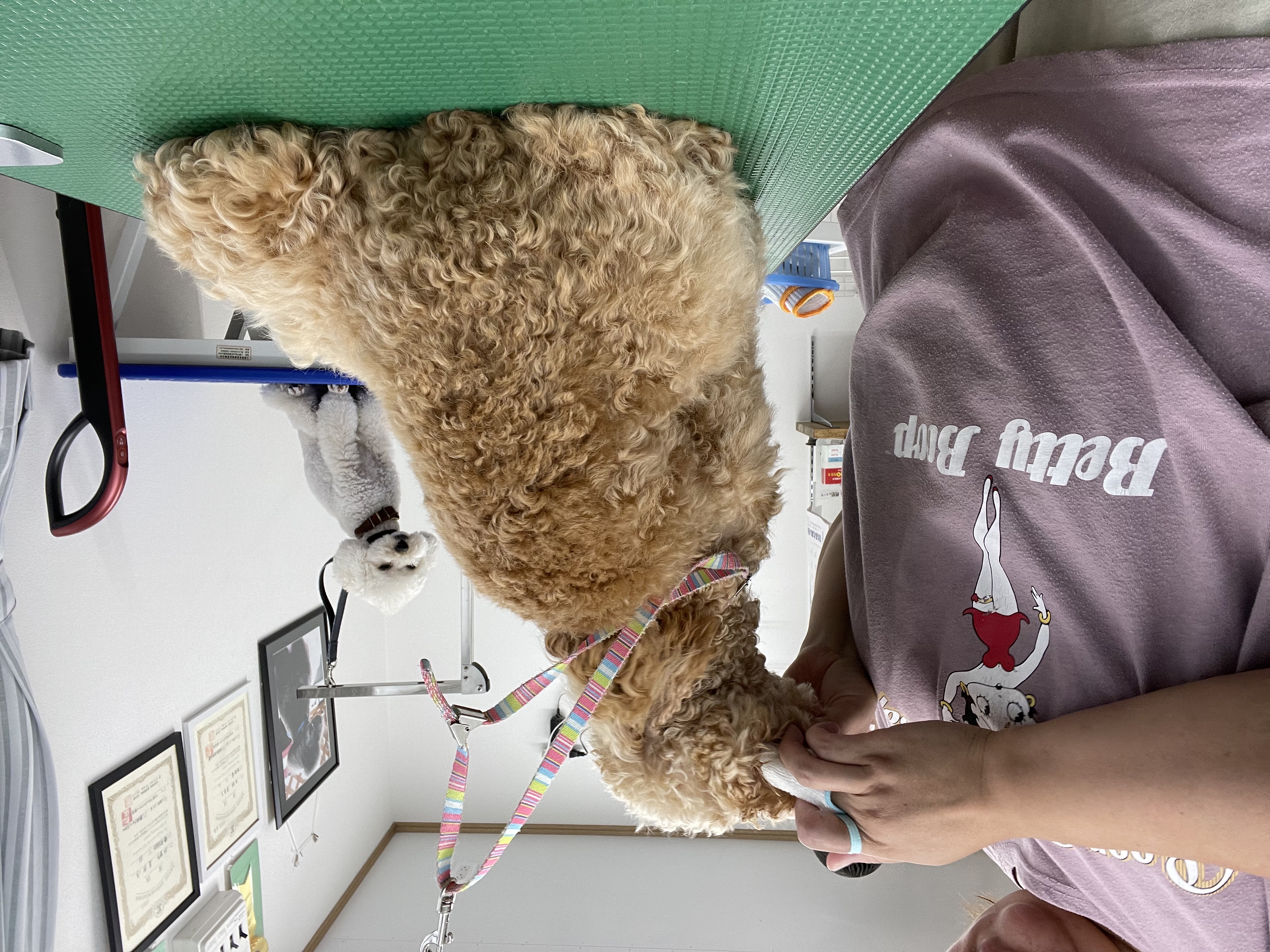トイプードルのトリミングカット Dogplace Style Mの4枚目