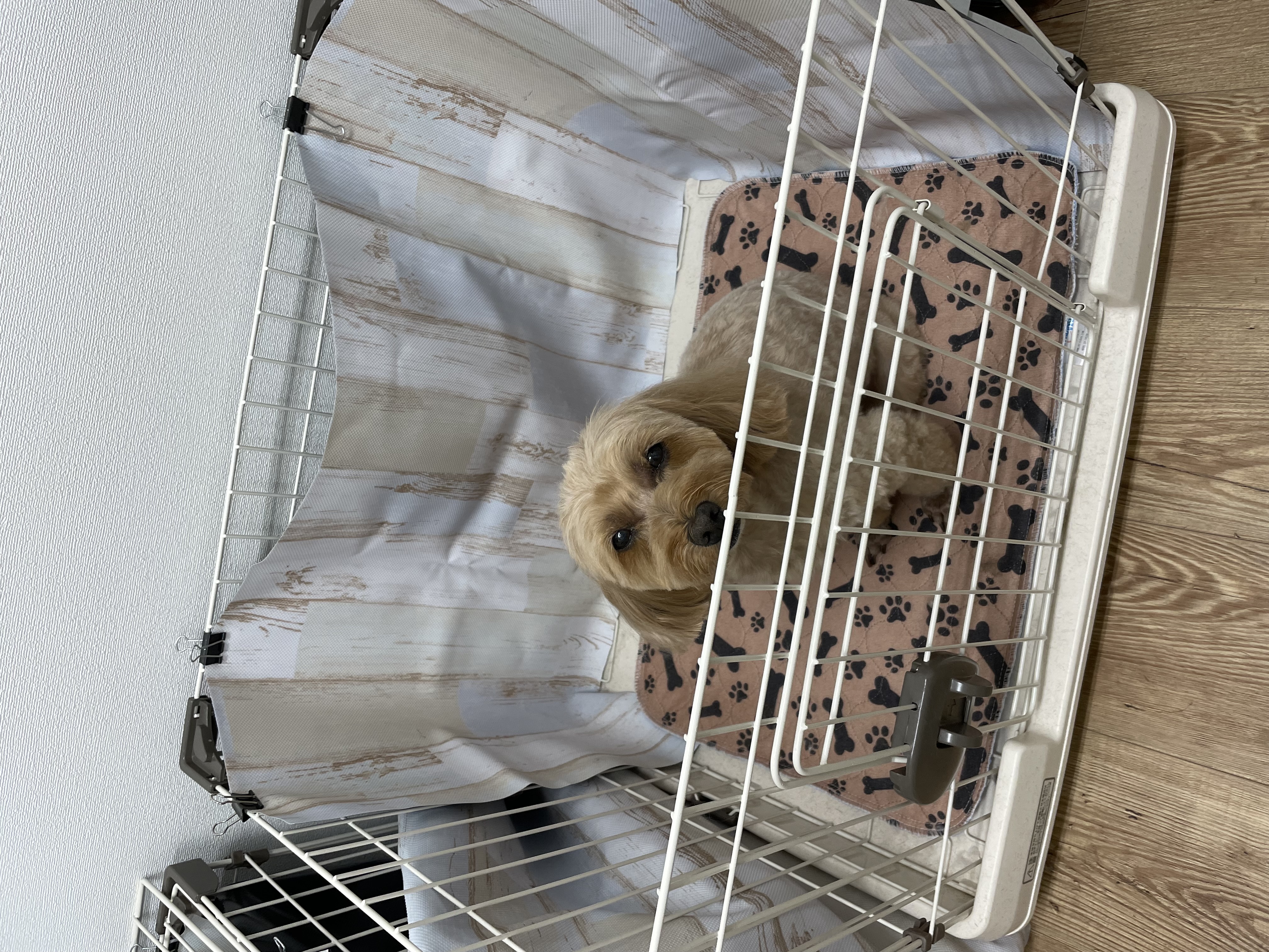 ミックス犬(その他)のトリミングカット Dogplace Style Mの2枚目