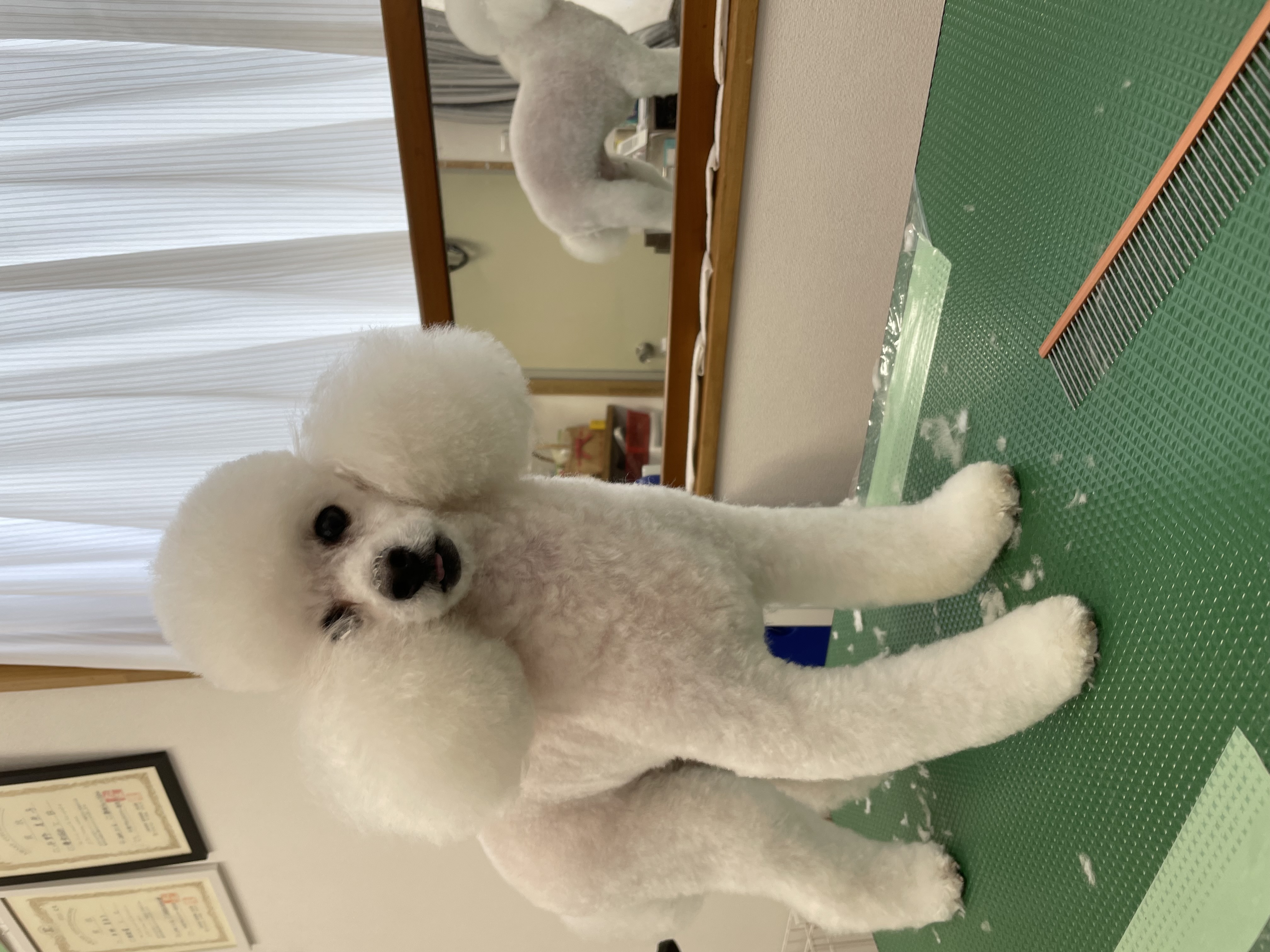 トイプードルのトリミングカット Dogplace Style Mの2枚目
