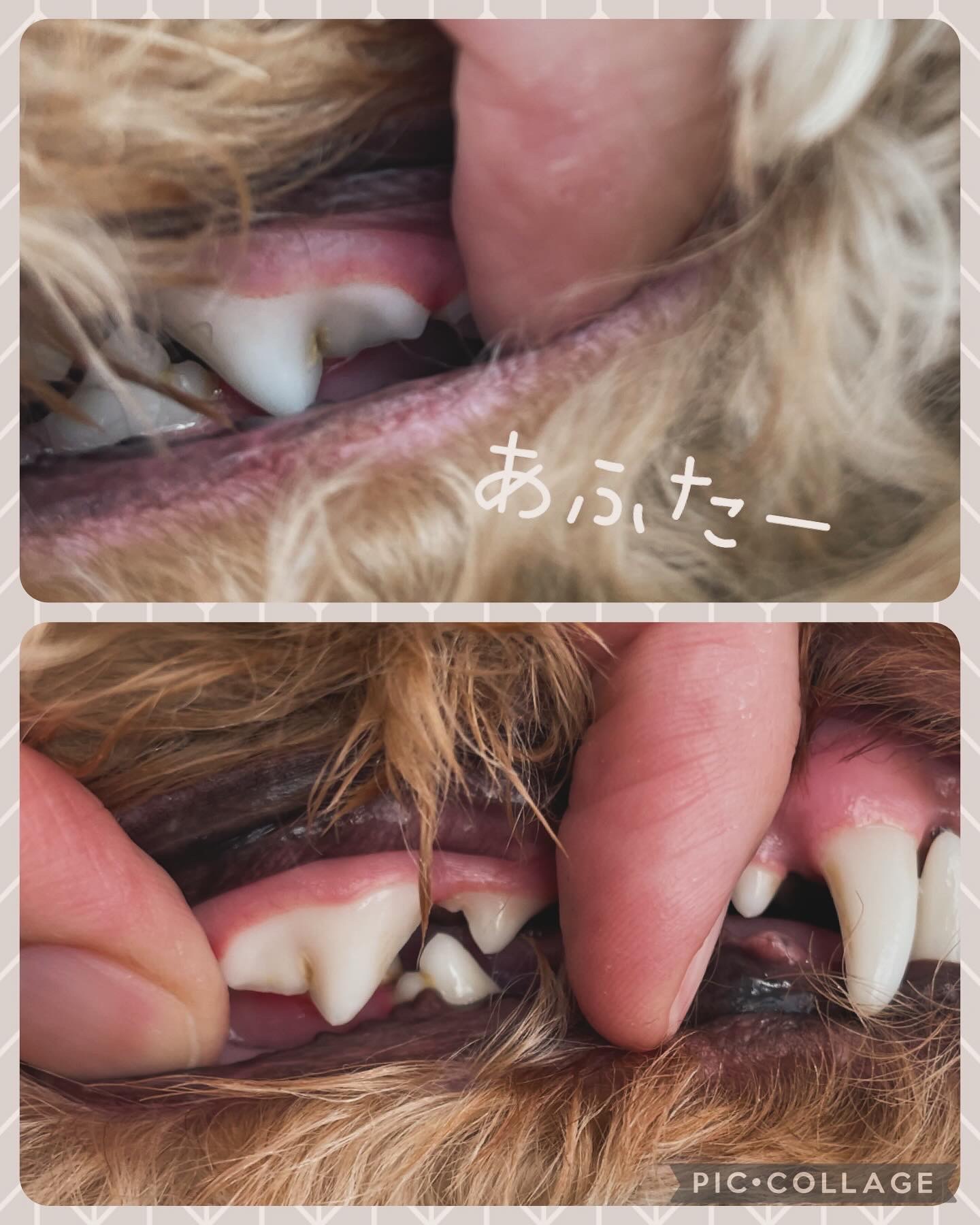 トイプードルのトリミングカット Dogplace Style Mの2枚目