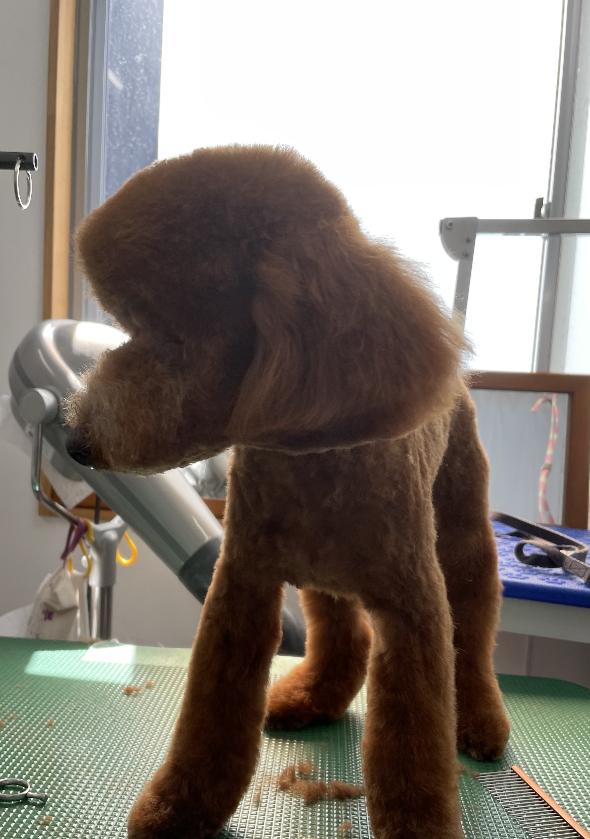 トイプードルのトリミングカット Dogplace Style Mの3枚目