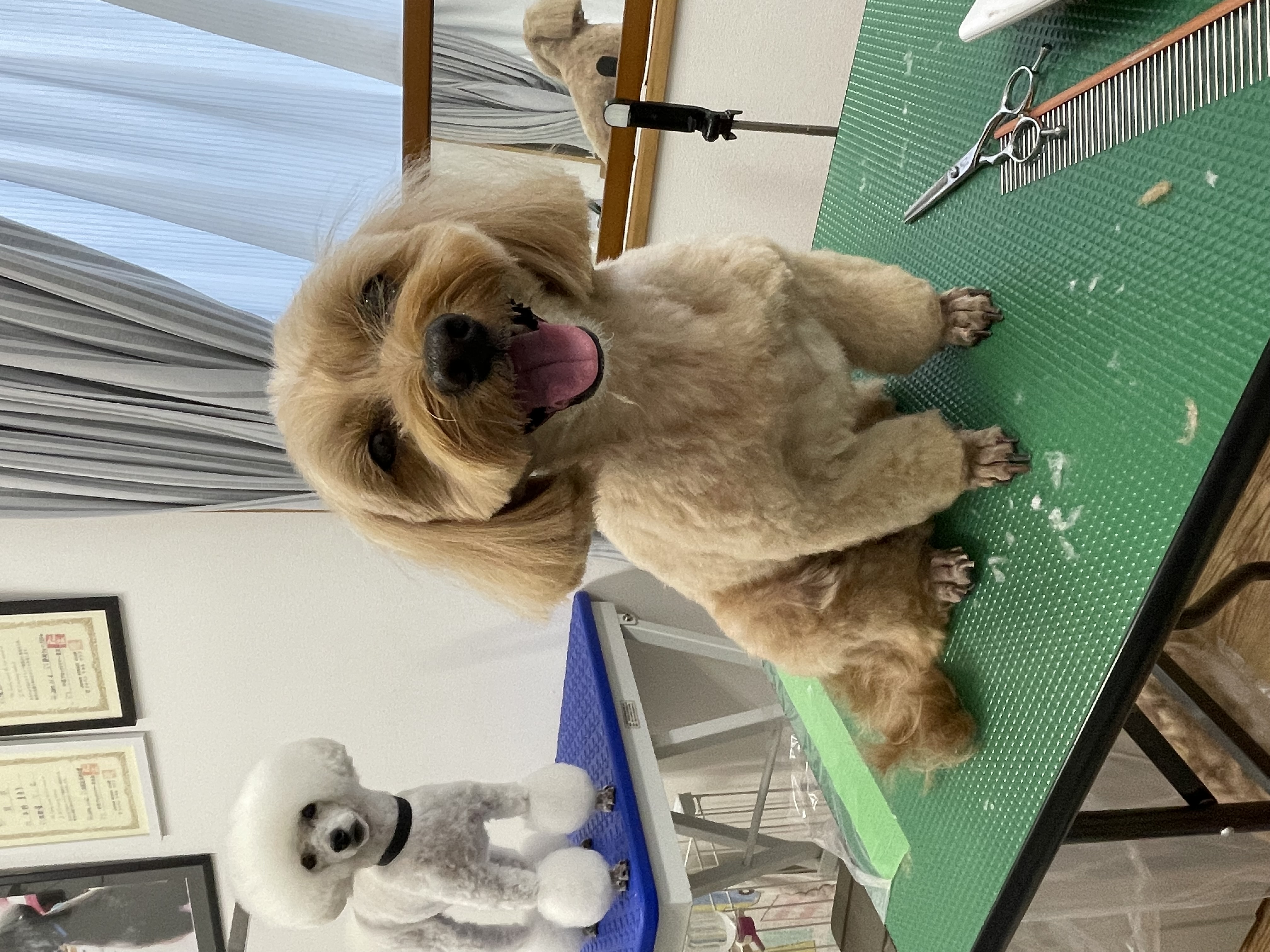 ミックス犬(その他)のトリミングカット Dogplace Style Mの1枚目