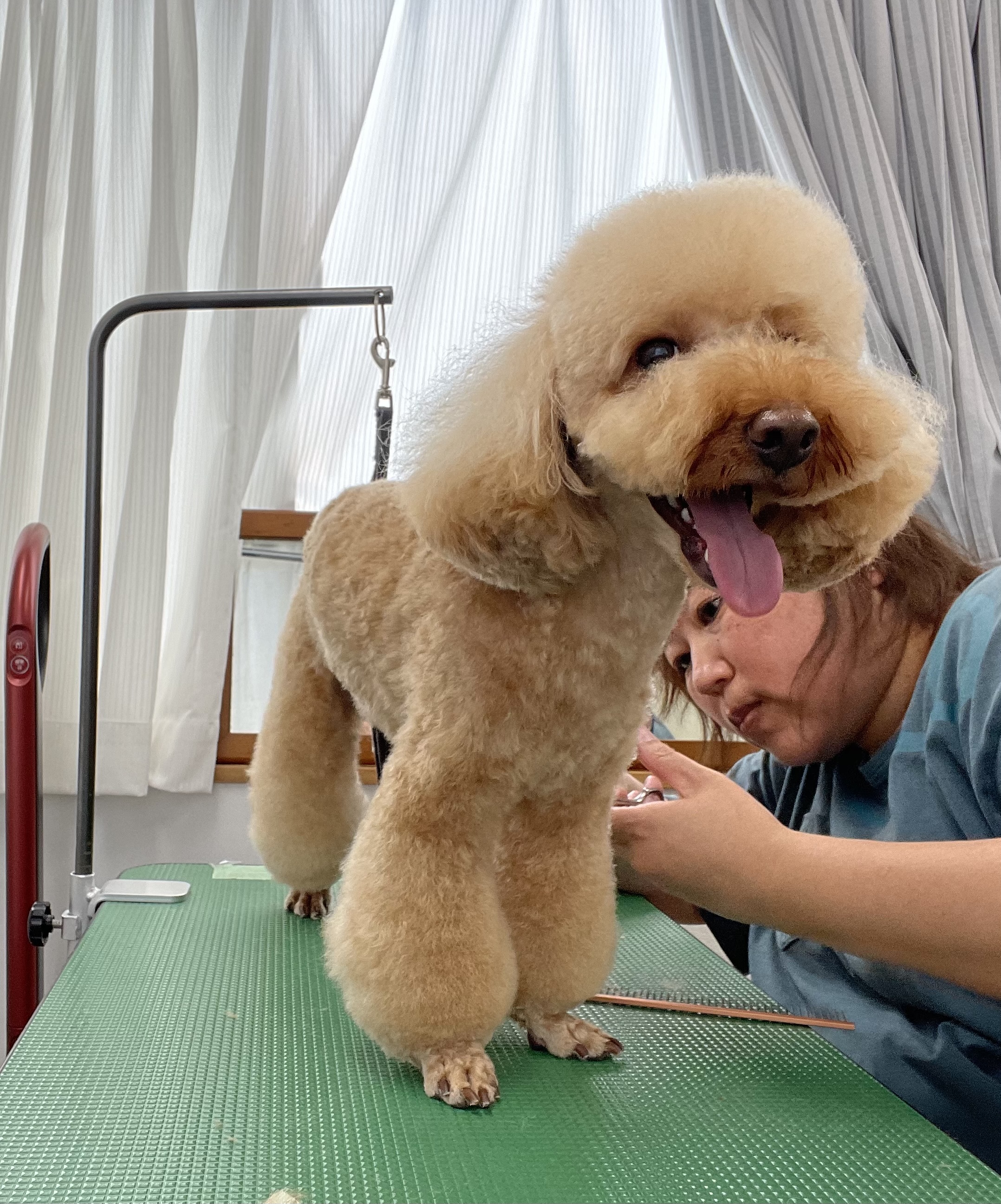 トイプードルのトリミングカット Dogplace Style Mの4枚目