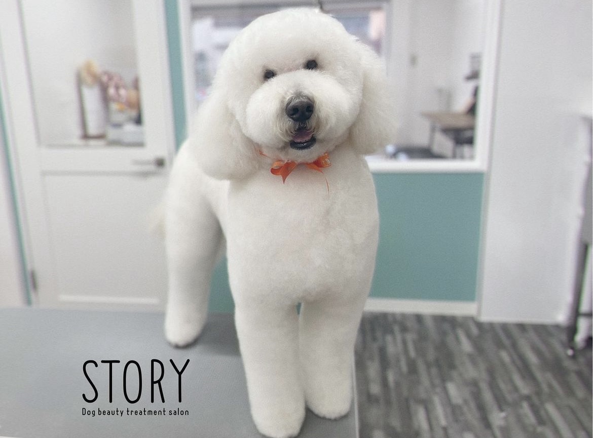 東京都練馬区のトリミングサロン Dog beauty treatment salon STORYの30枚目
