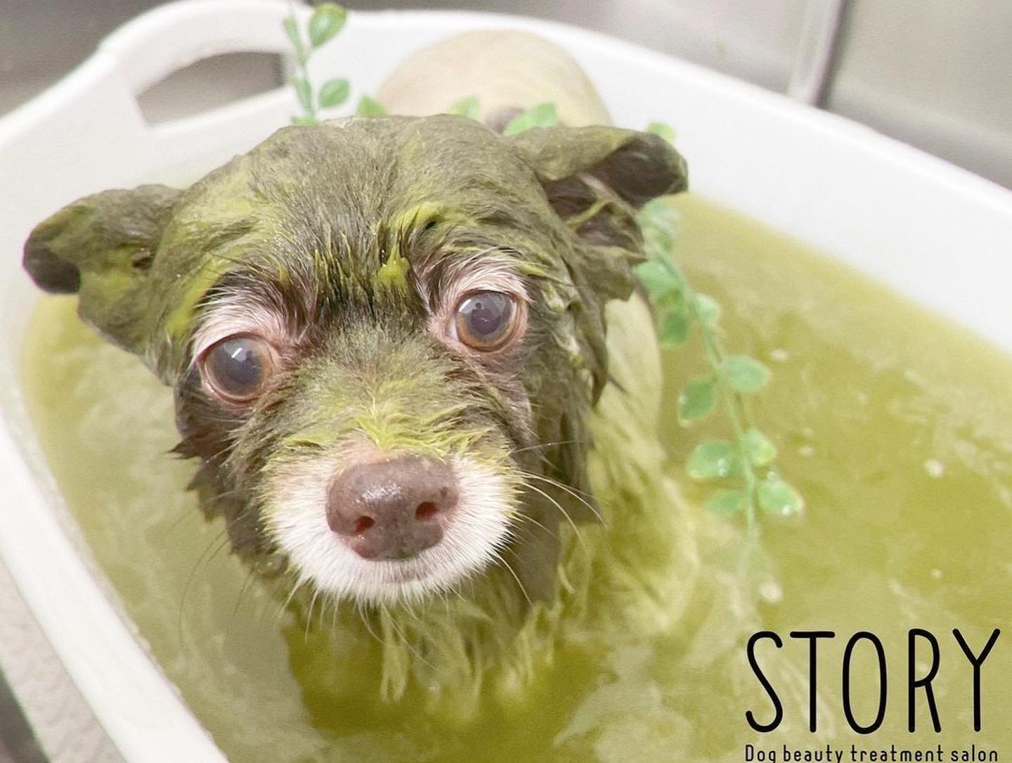 東京都練馬区のトリミングサロン Dog beauty treatment salon STORYの42枚目