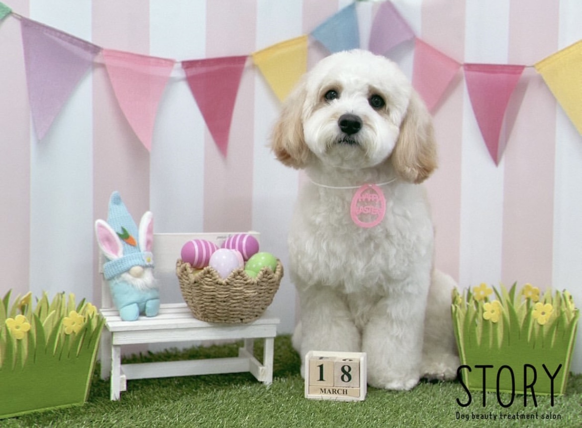 東京都練馬区のトリミングサロン Dog beauty treatment salon STORYの26枚目