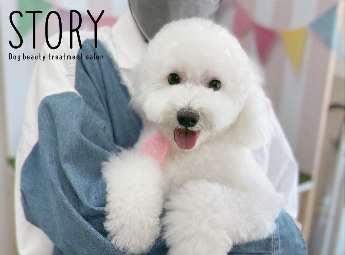 東京都練馬区のトリミングサロン Dog beauty treatment salon STORYの25枚目