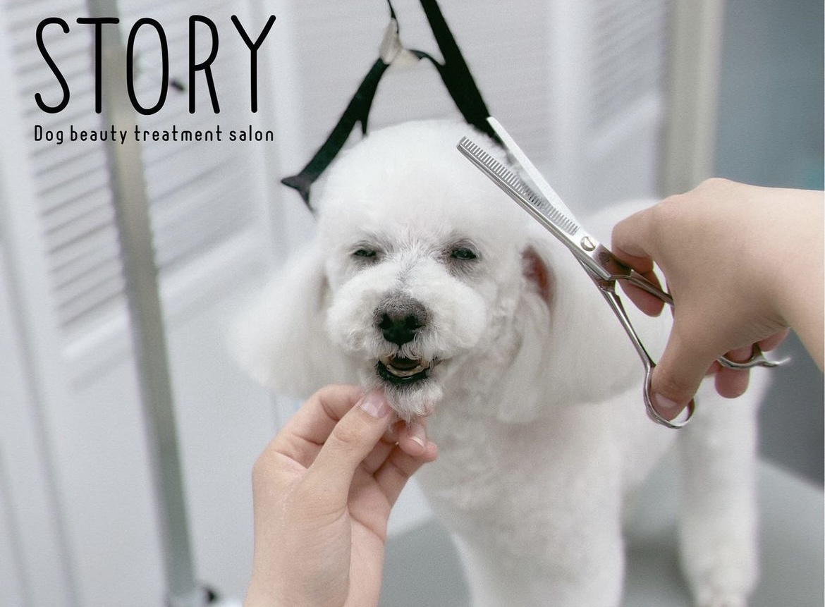 東京都練馬区のトリミングサロン Dog beauty treatment salon STORYの31枚目