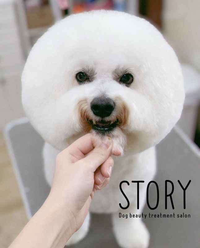 東京都練馬区のトリミングサロン Dog beauty treatment salon STORYの13枚目