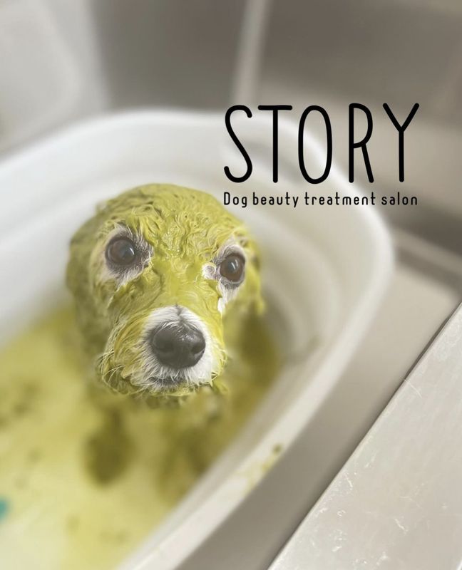 東京都練馬区のトリミングサロン Dog beauty treatment salon STORYの15枚目