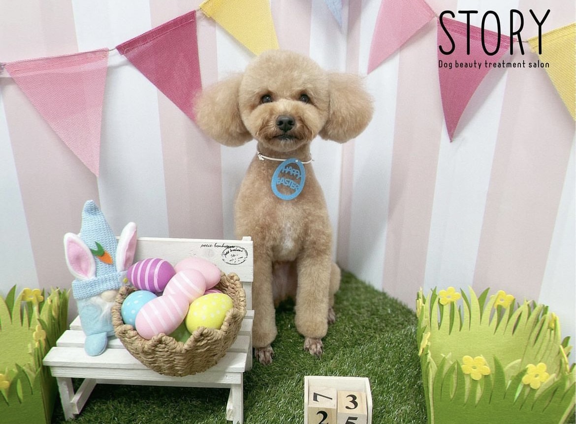 東京都練馬区のトリミングサロン Dog beauty treatment salon STORYの35枚目