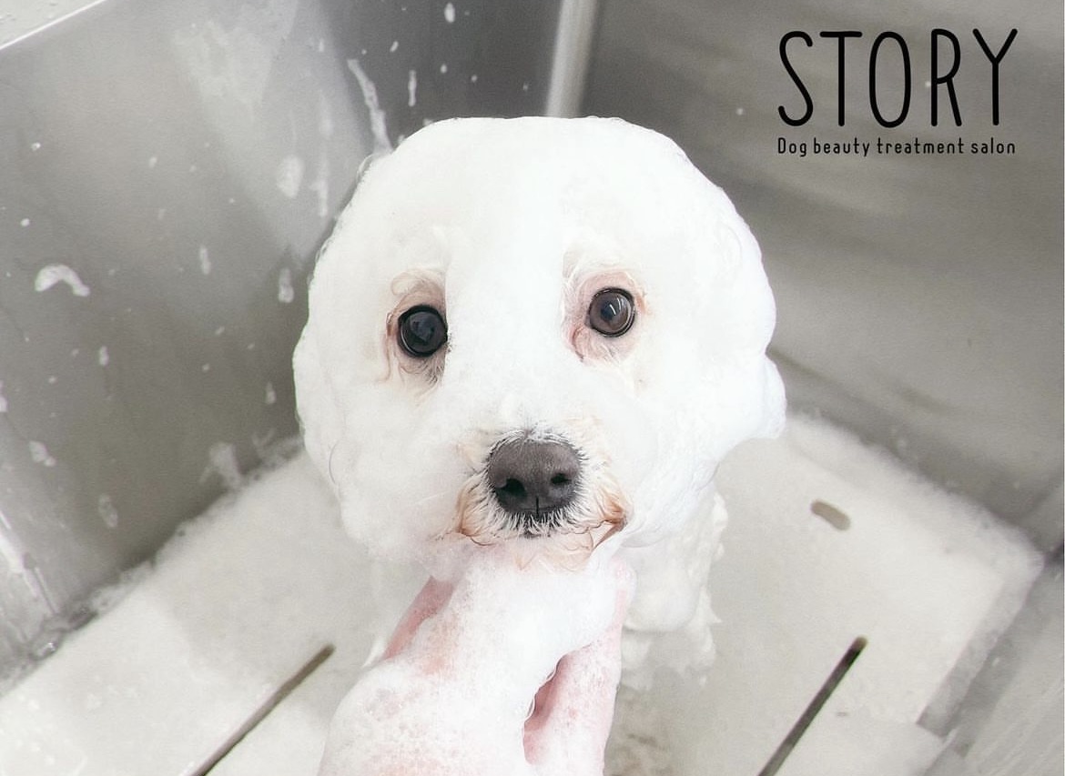 東京都練馬区のトリミングサロン Dog beauty treatment salon STORYの34枚目