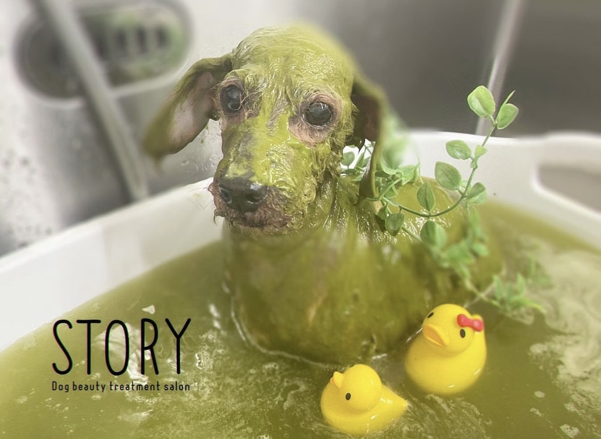 東京都練馬区のトリミングサロン Dog beauty treatment salon STORYの36枚目