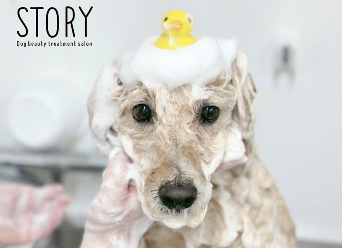 東京都練馬区のトリミングサロン Dog beauty treatment salon STORYの33枚目