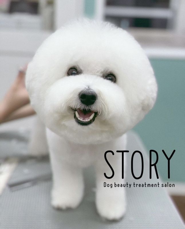 東京都練馬区のトリミングサロン Dog beauty treatment salon STORYの17枚目