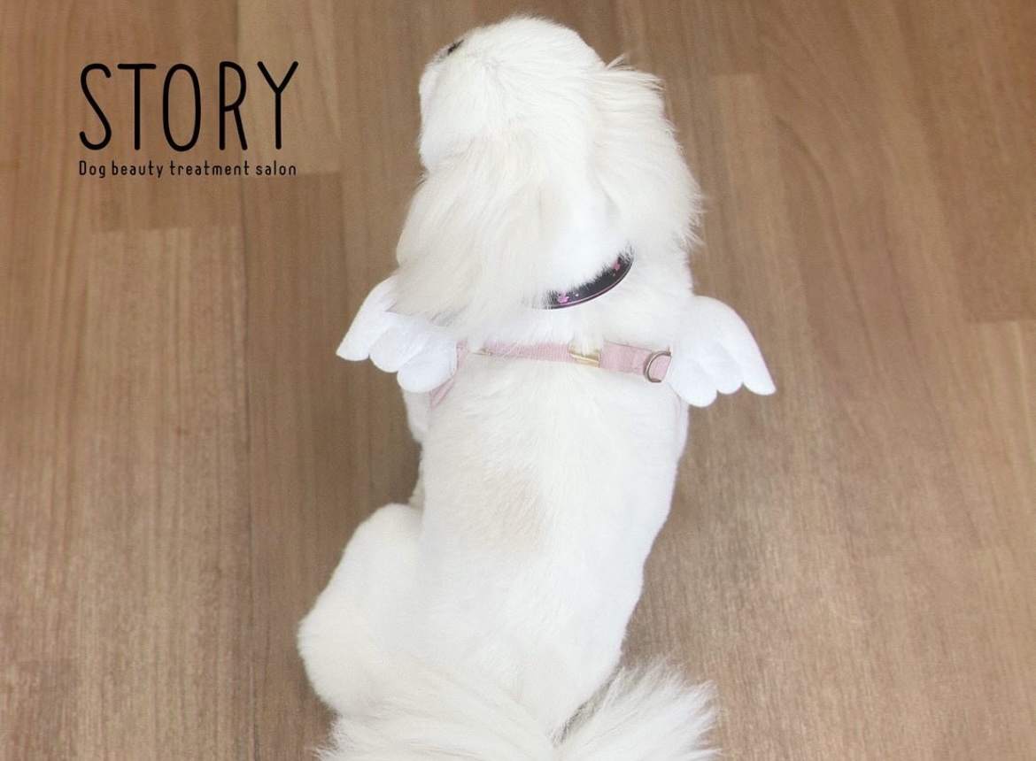 東京都練馬区のトリミングサロン Dog beauty treatment salon STORYの27枚目