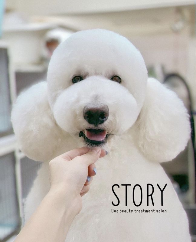 東京都練馬区のトリミングサロン Dog beauty treatment salon STORYの14枚目