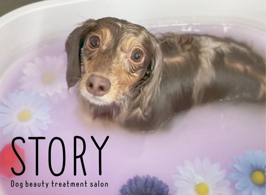 東京都練馬区のトリミングサロン Dog beauty treatment salon STORYの12枚目