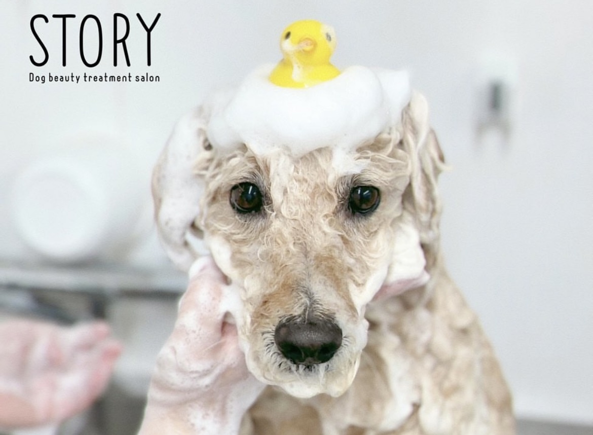 東京都練馬区のトリミングサロン Dog beauty treatment salon STORYの24枚目