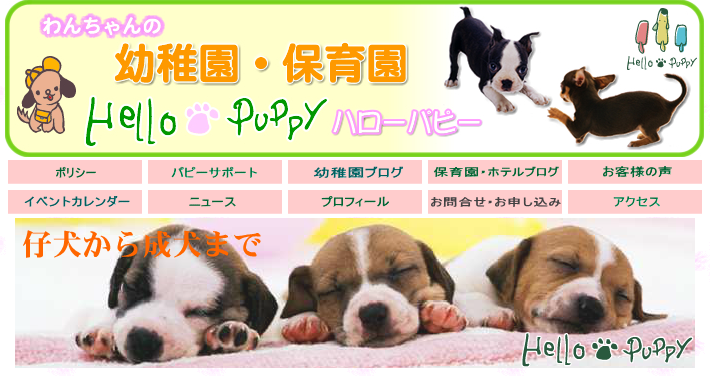 東京都世田谷区のトリミングサロン ハローパピー - Hello Puppy -のサムネイル2枚目