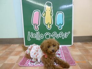 東京都世田谷区のトリミングサロン ハローパピー - Hello Puppy -の4枚目
