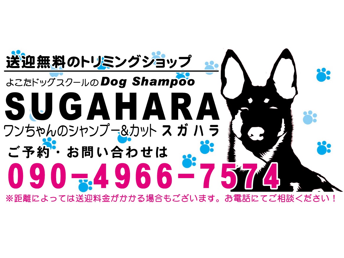 茨城県取手市のトリミングサロン Dog Shampoo SUGAHARAの2枚目