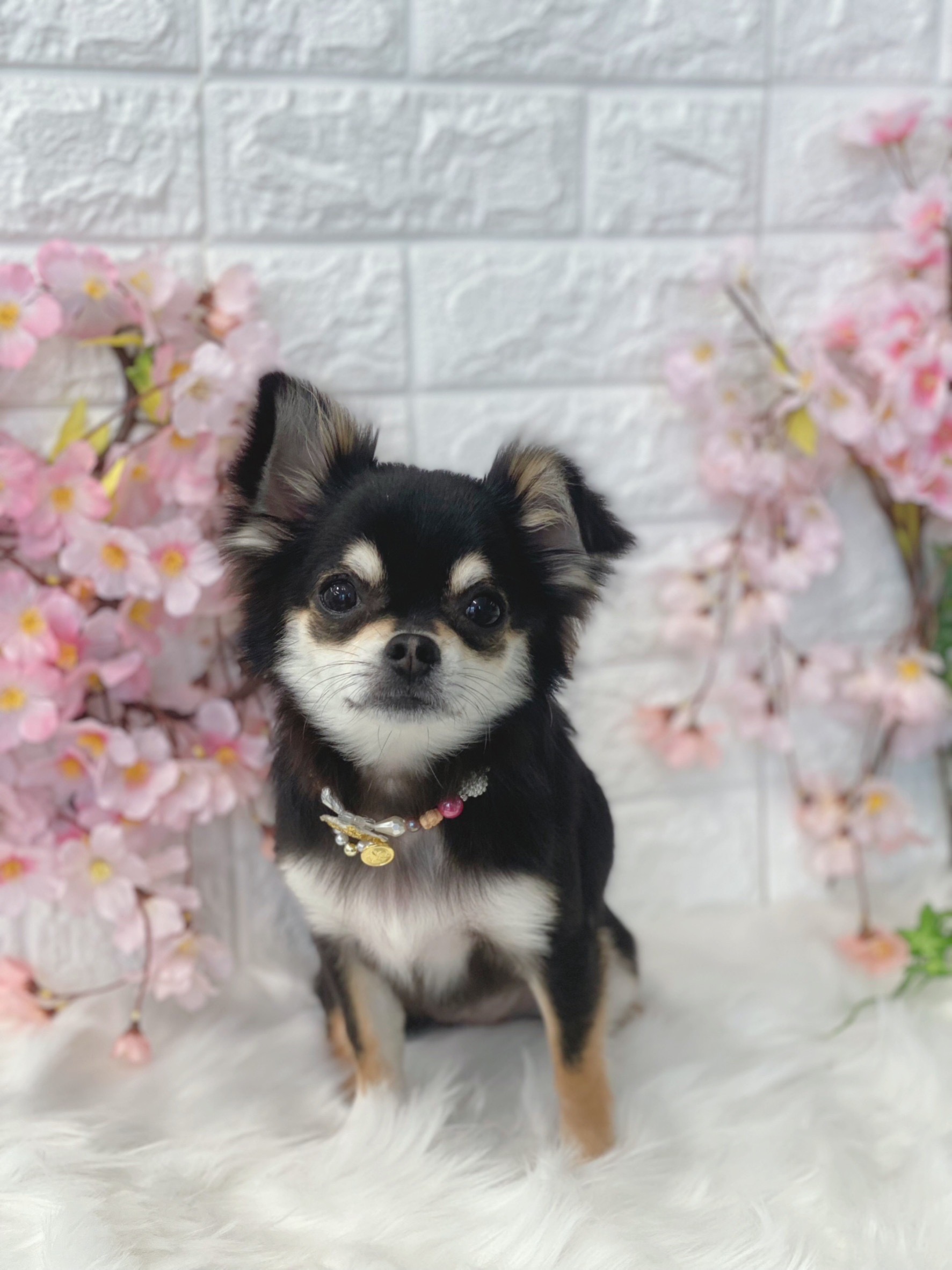 東京都町田市のトリミングサロン Dog Trimming Salon Sally玉川学園店のサムネイル2枚目