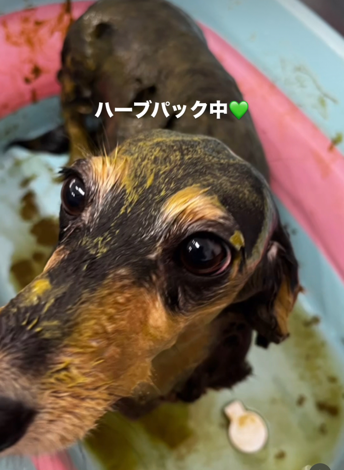 トリミングサロン トリミングサロンKonaのトリミングカット-8471の2枚目