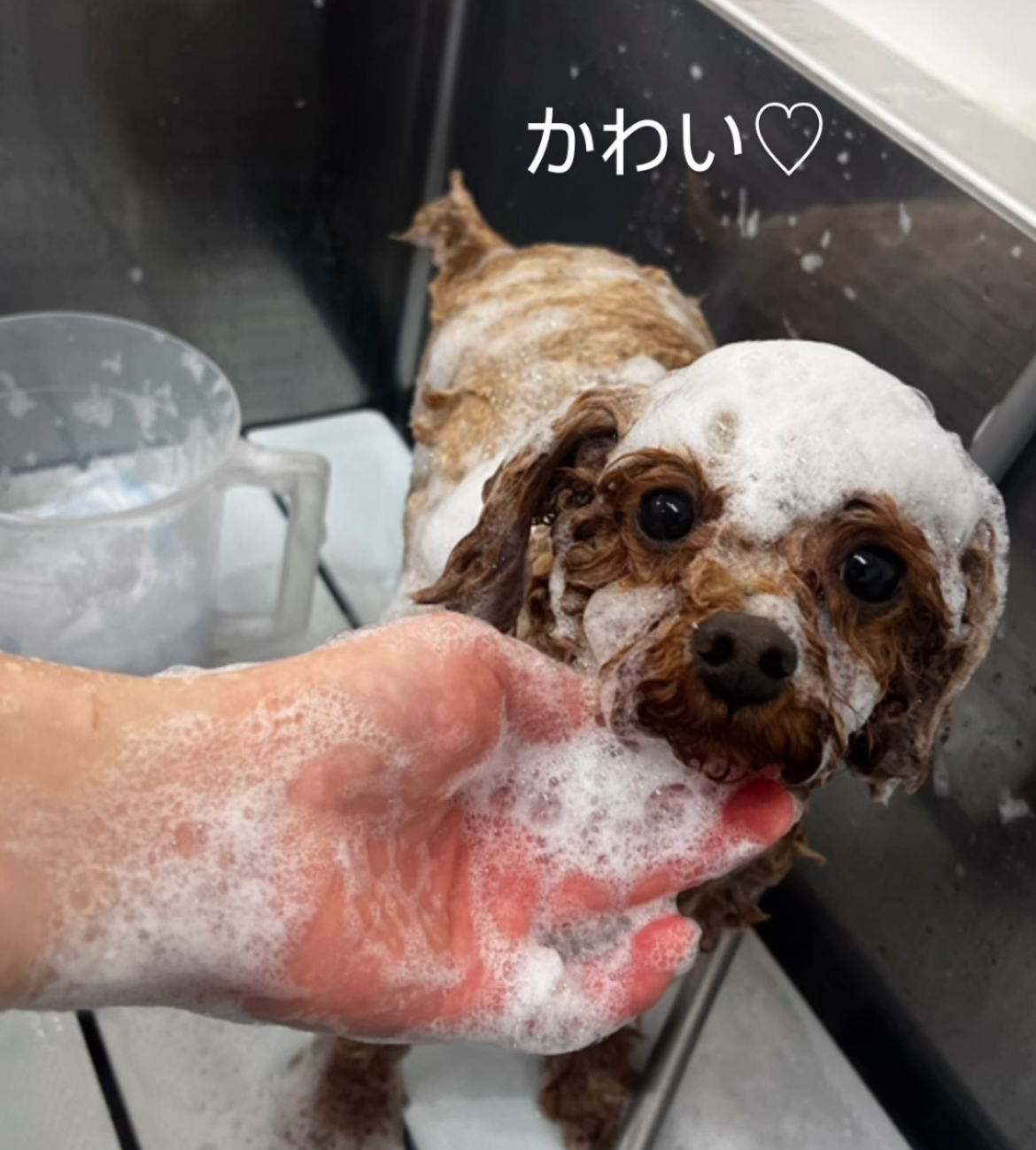 トリミングサロン トリミングサロンKonaのトリミングカット-8468の2枚目